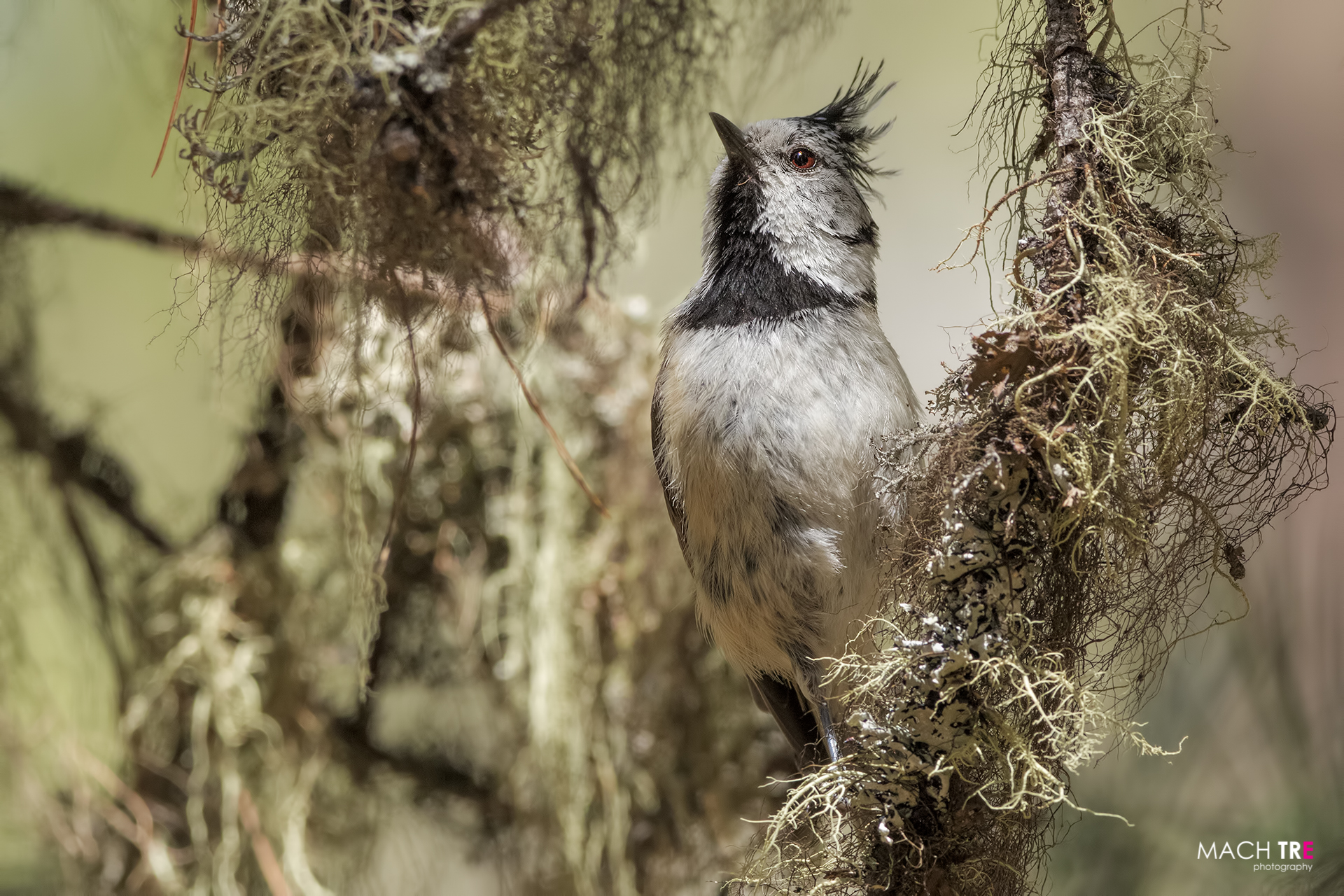 Cincia dal ciuffo (Lophophanes cristatus)