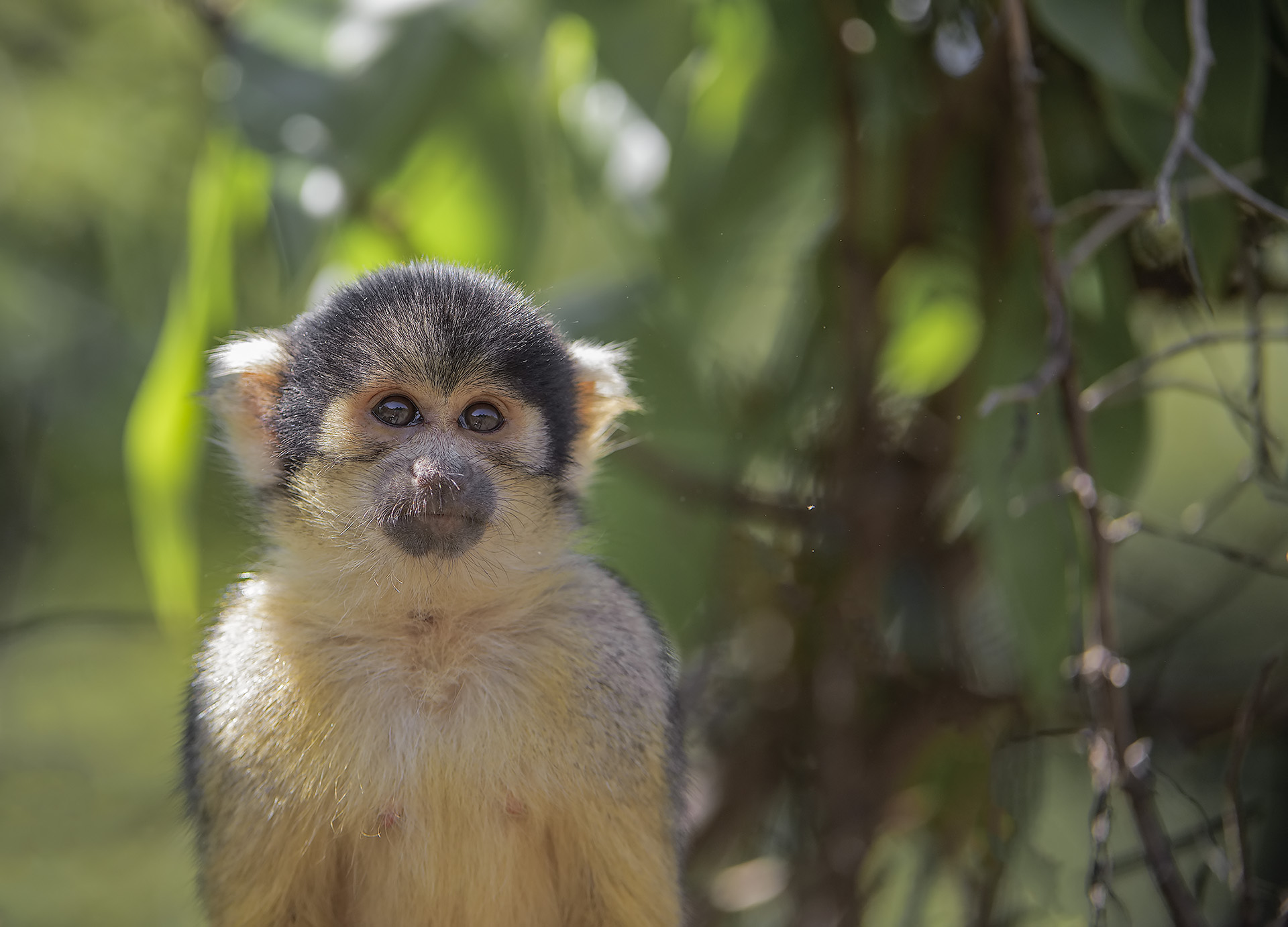Squirrel monkey