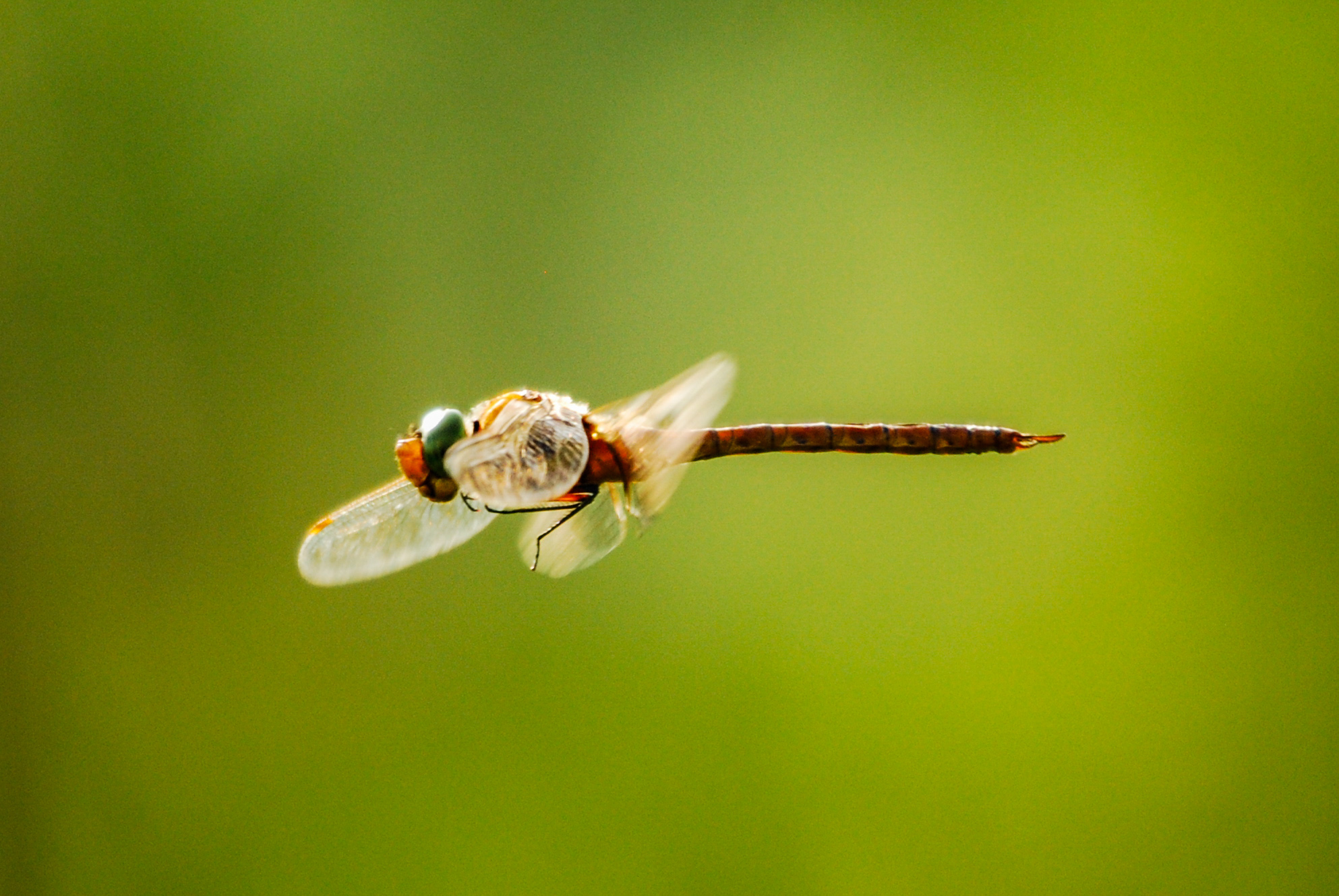 Dragonfly in flight