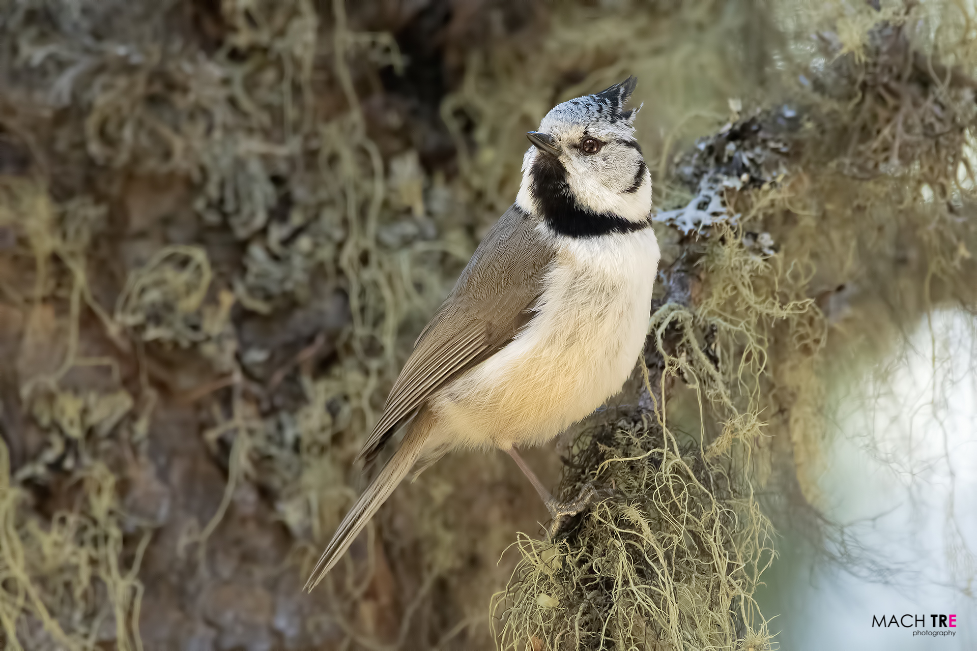 Cincia dal ciuffo (Lophophanes cristatus)
