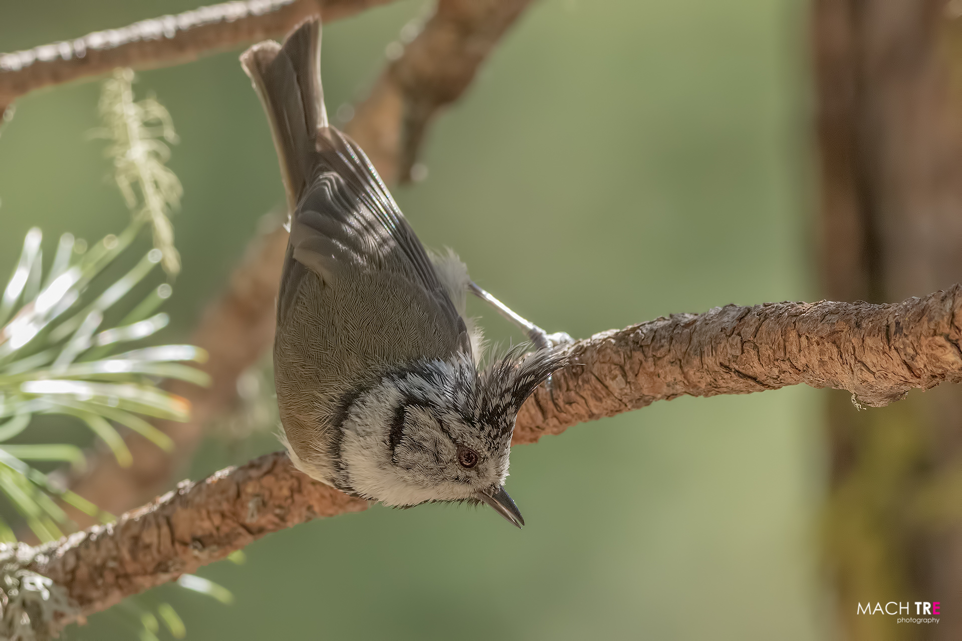 Cincia dal ciuffo (Lophophanes cristatus)
