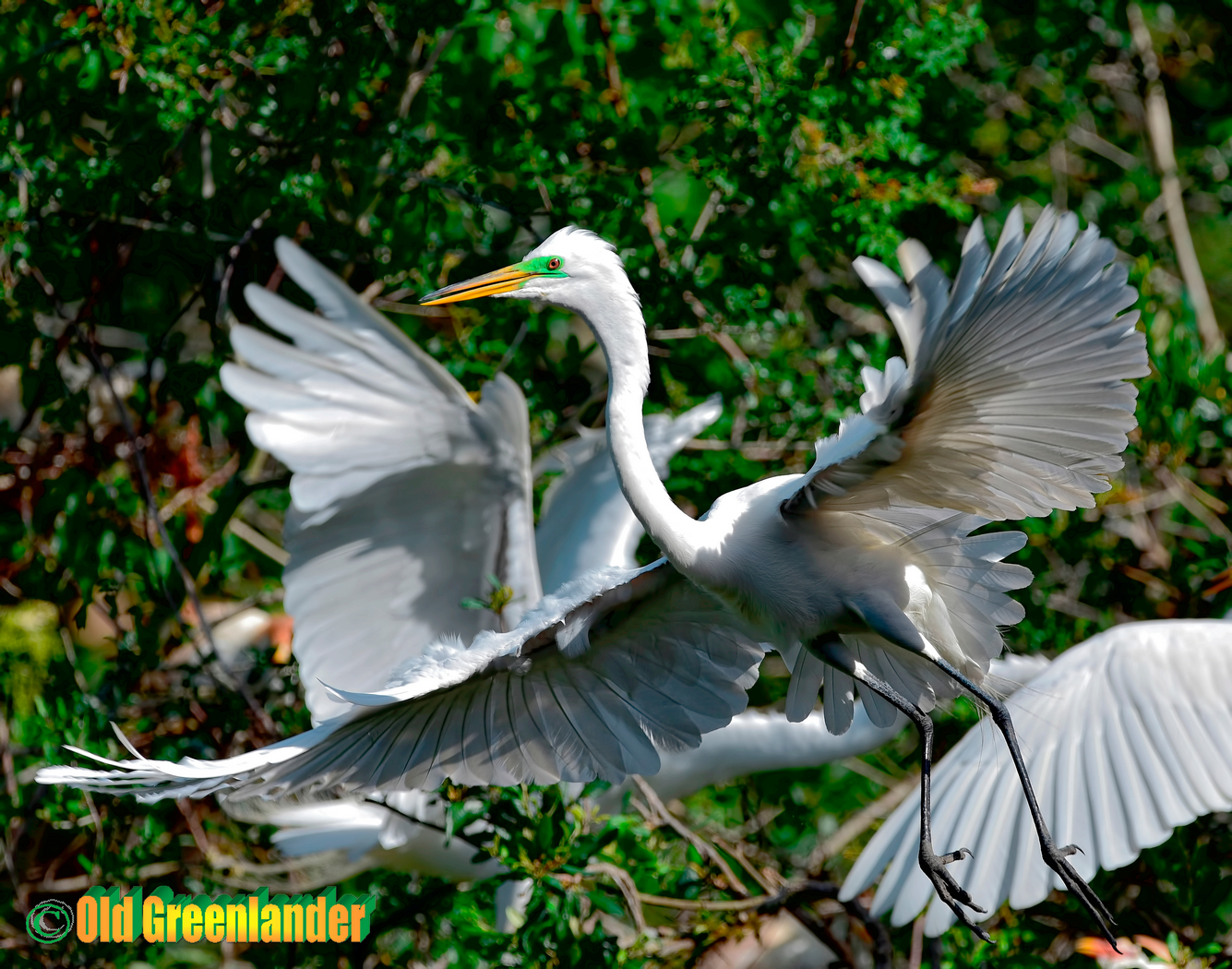 Great white egret