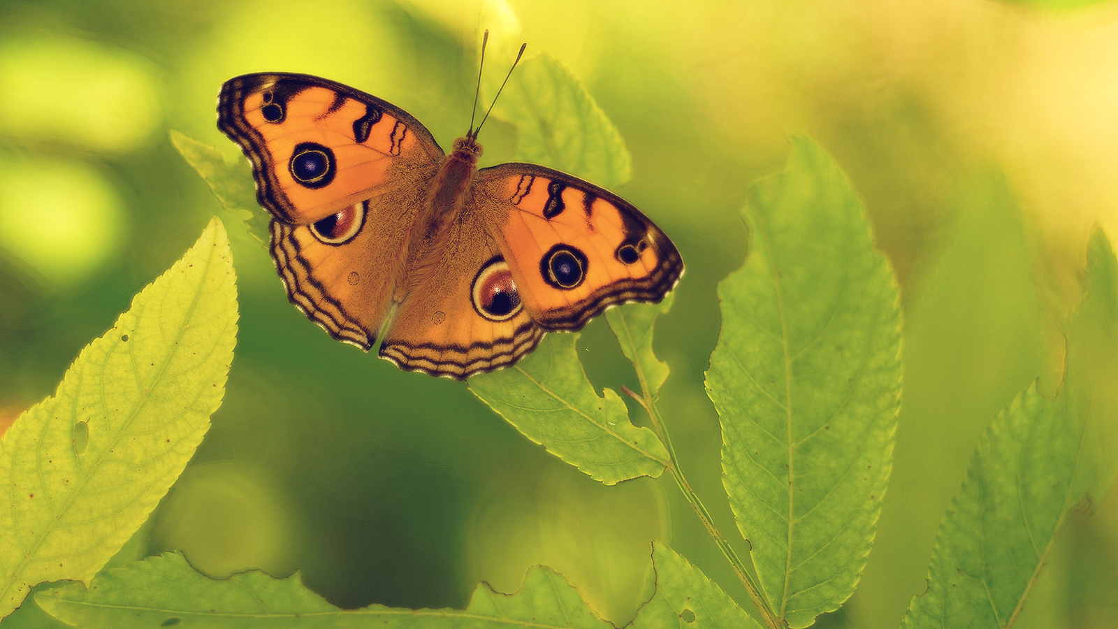 Creamy scene to hit or miss