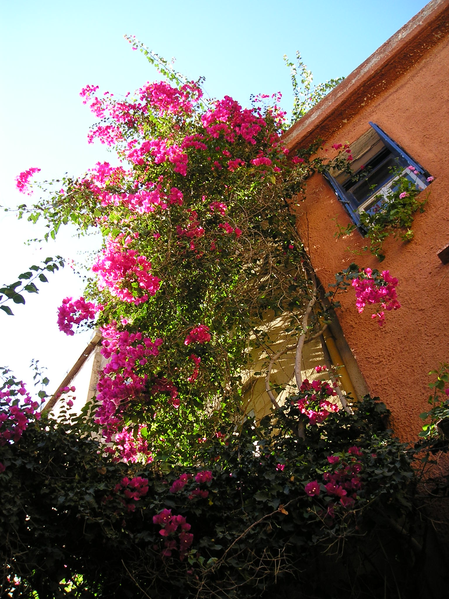 Bouganvilla