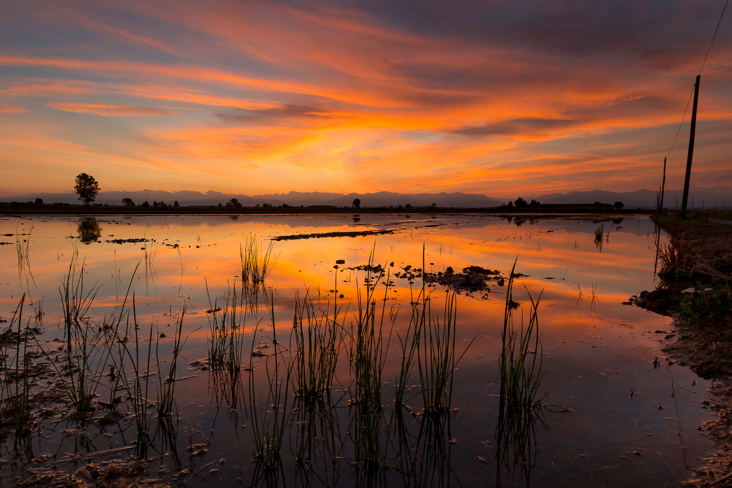 Sunset in paddy field