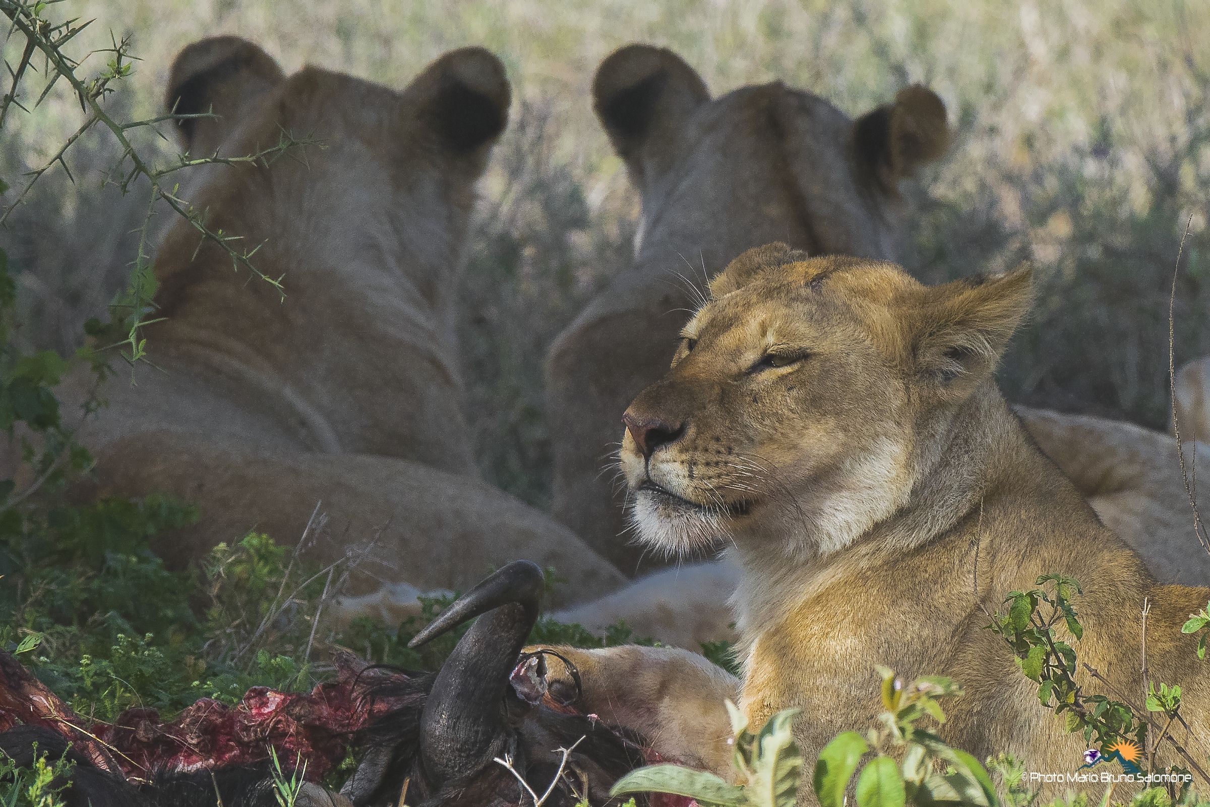 Emotions of everyday life in Africa
