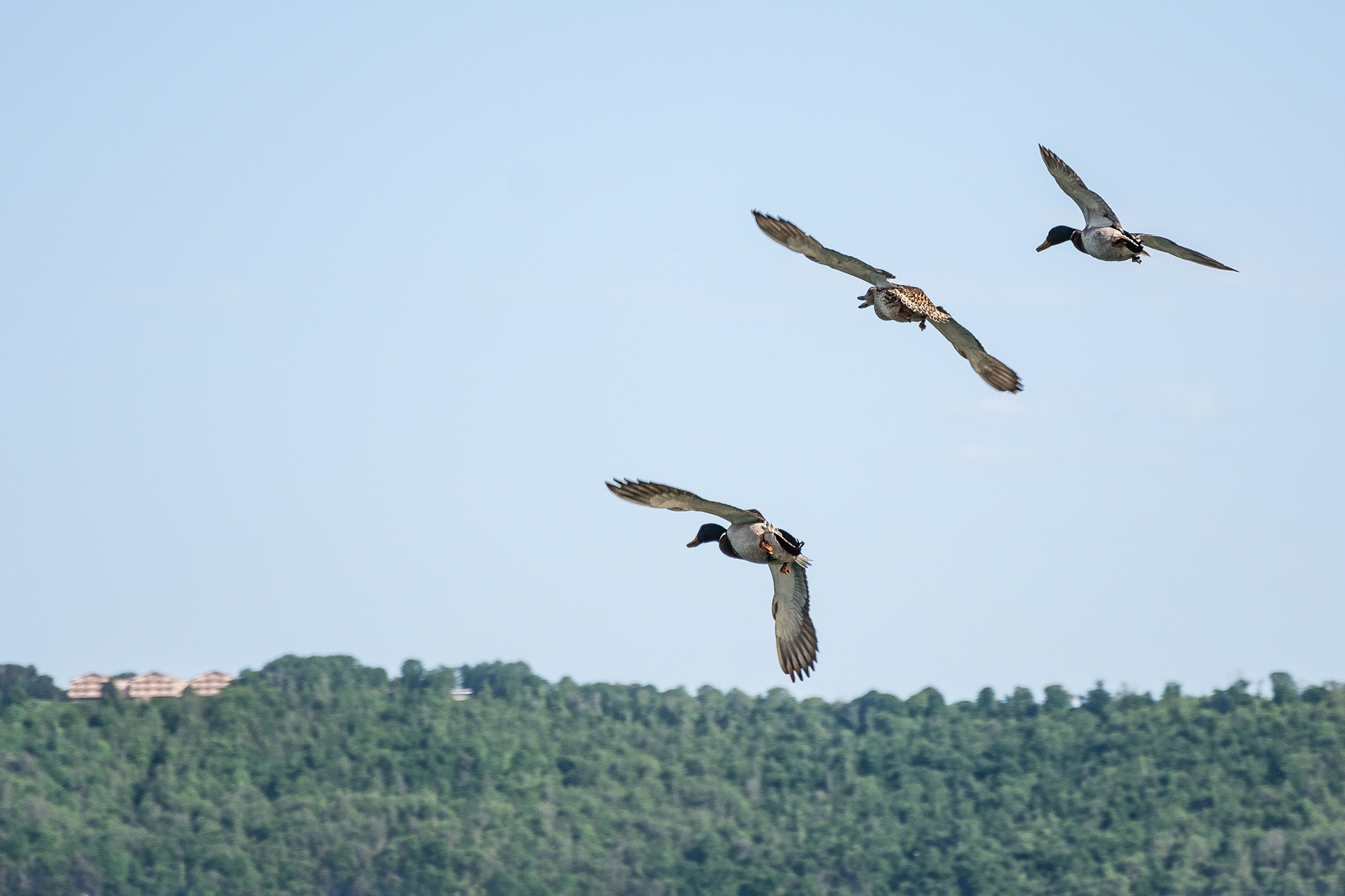 Acrobatic Duckling Patrol