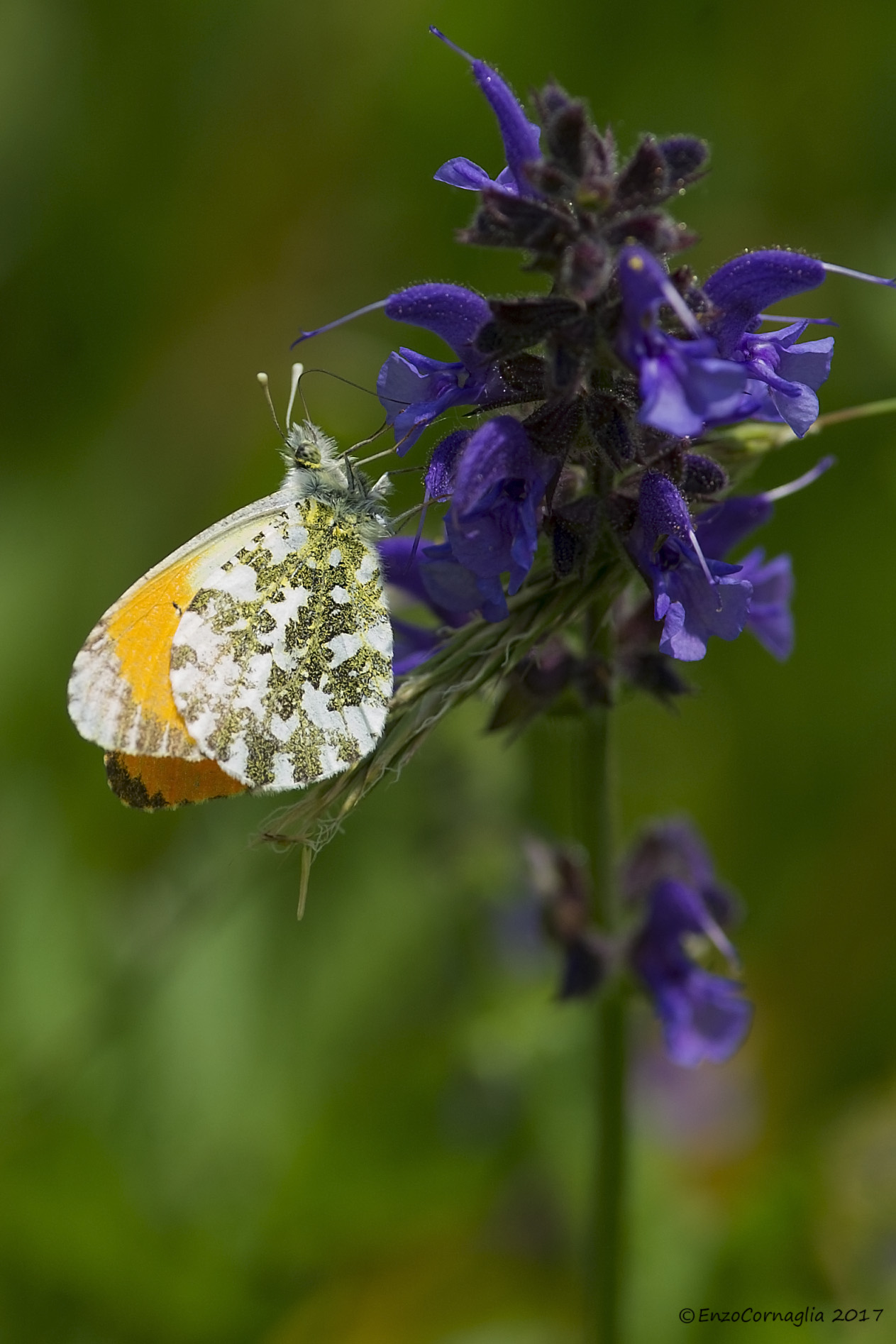 Anthocharis cardamines