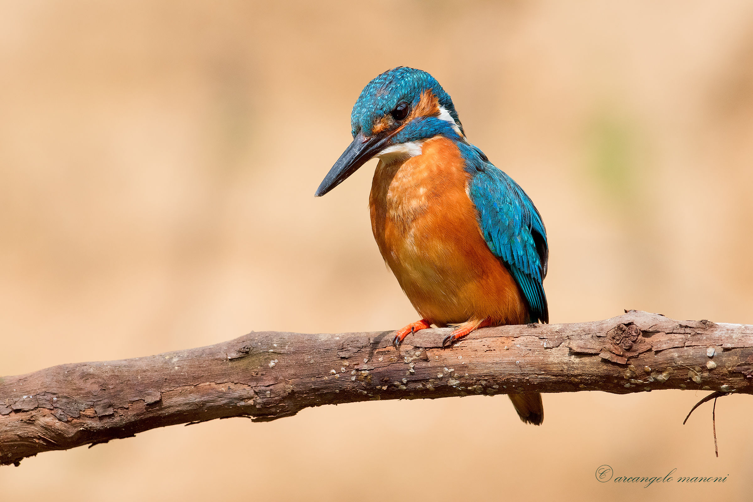 Il pescatore di mezzogiorno