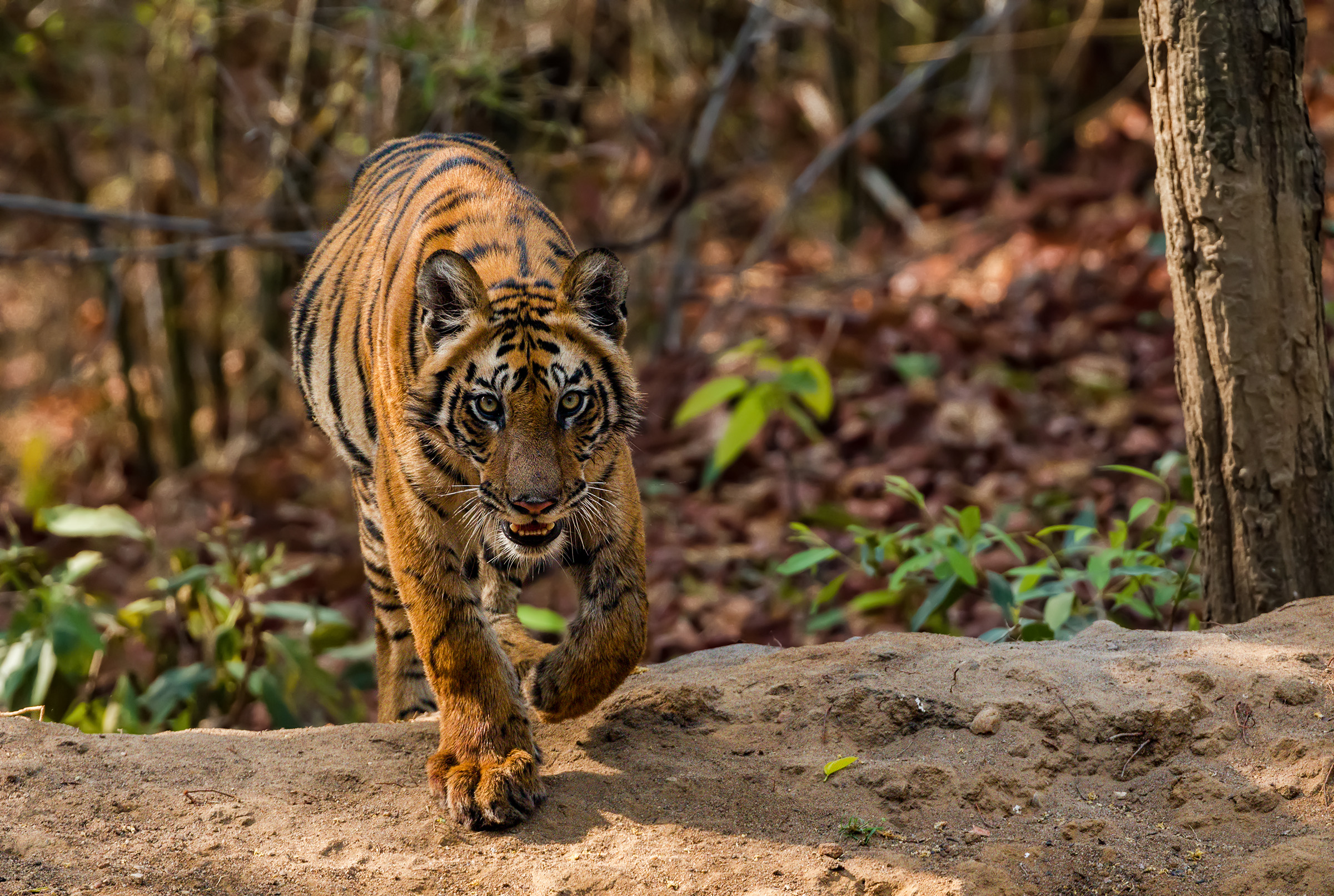 In the eyes of the tiger