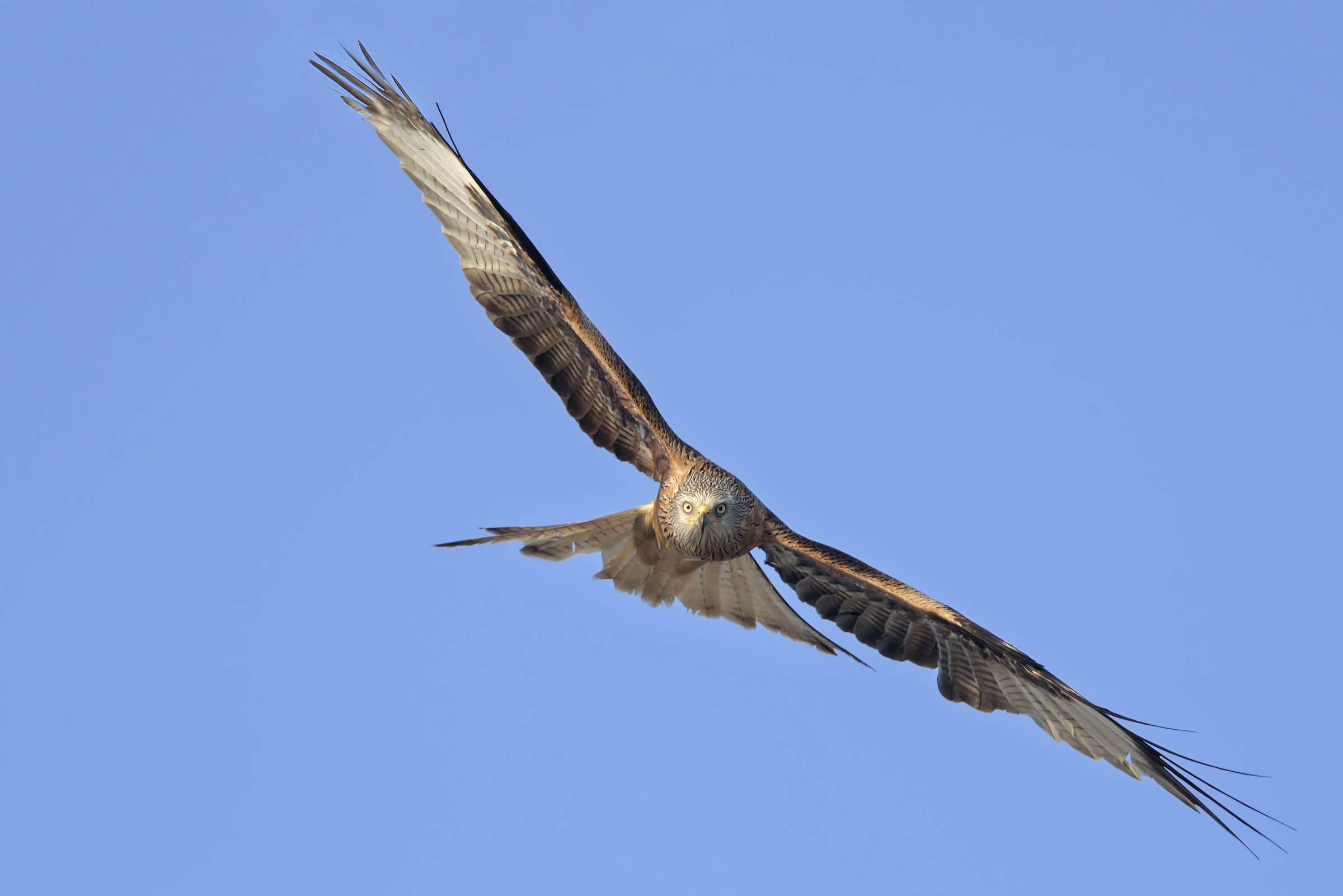 Real nibble (Milvus milvus)