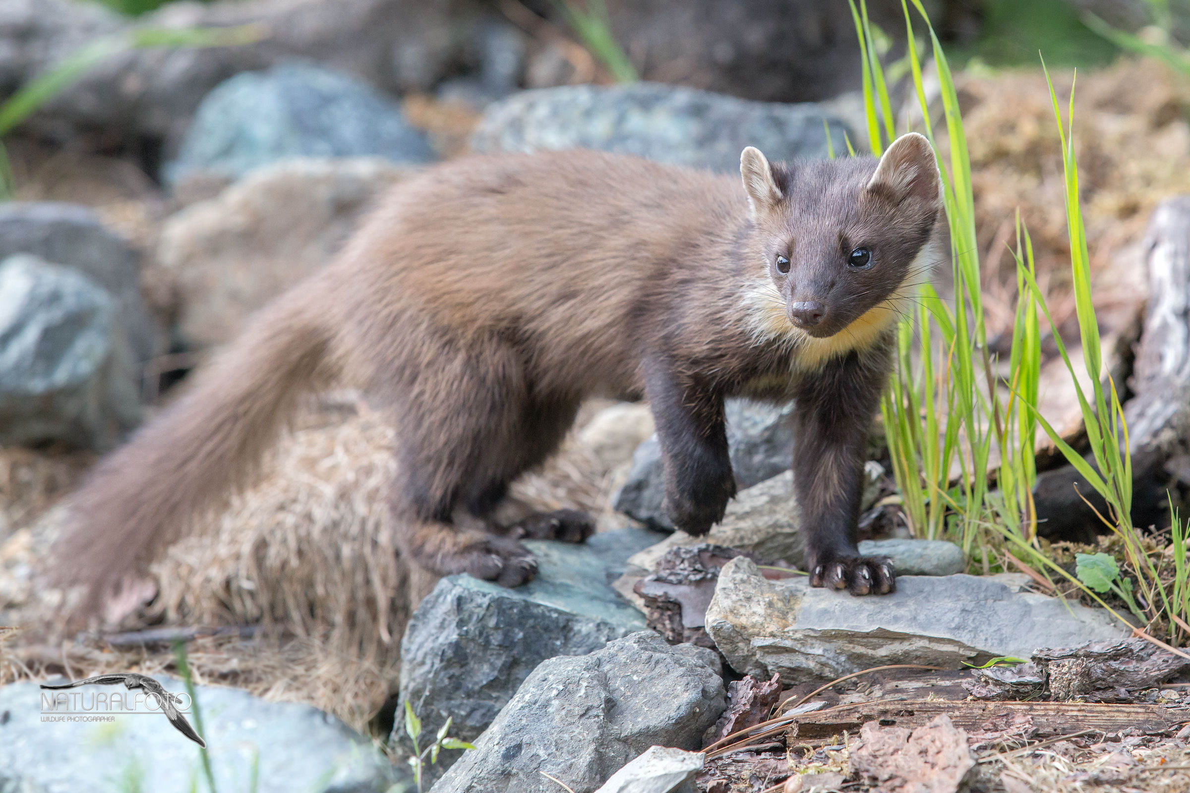 Murlina, Martes martes