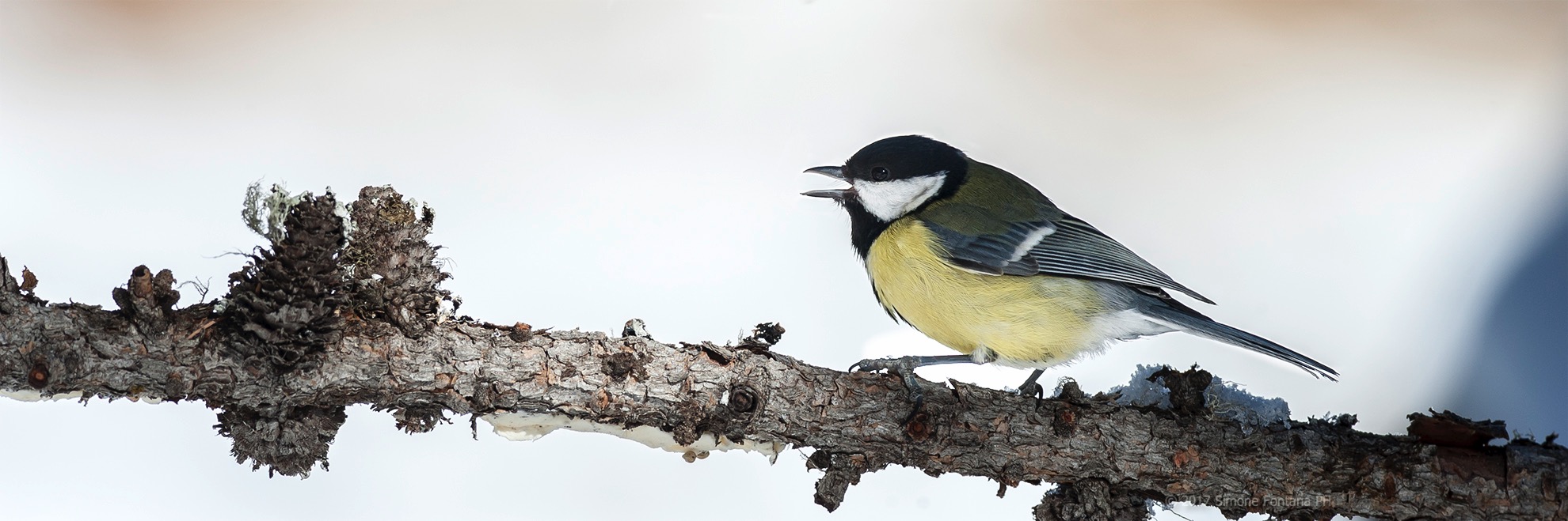 Great Tit