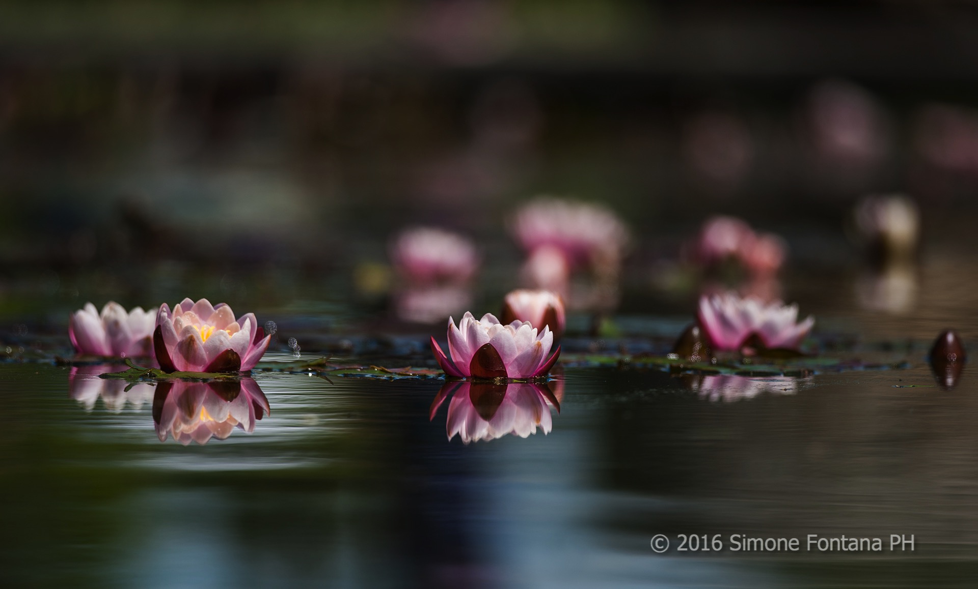 Waterlilies