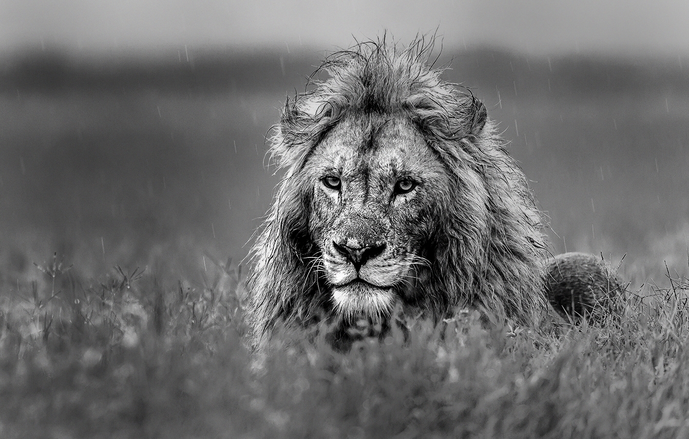 Tanzania 2017 - Testone B&W