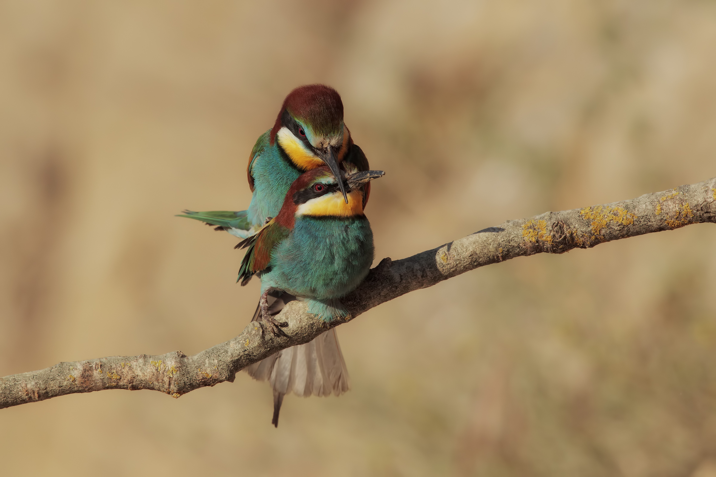 indaffarati e non solo2