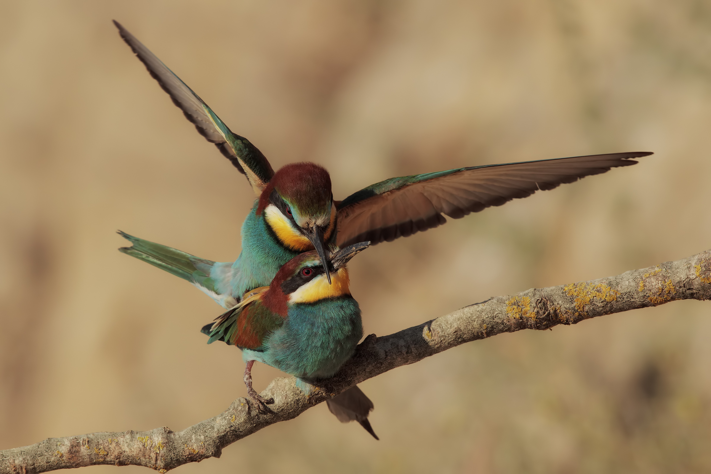 indaffarati e non solo