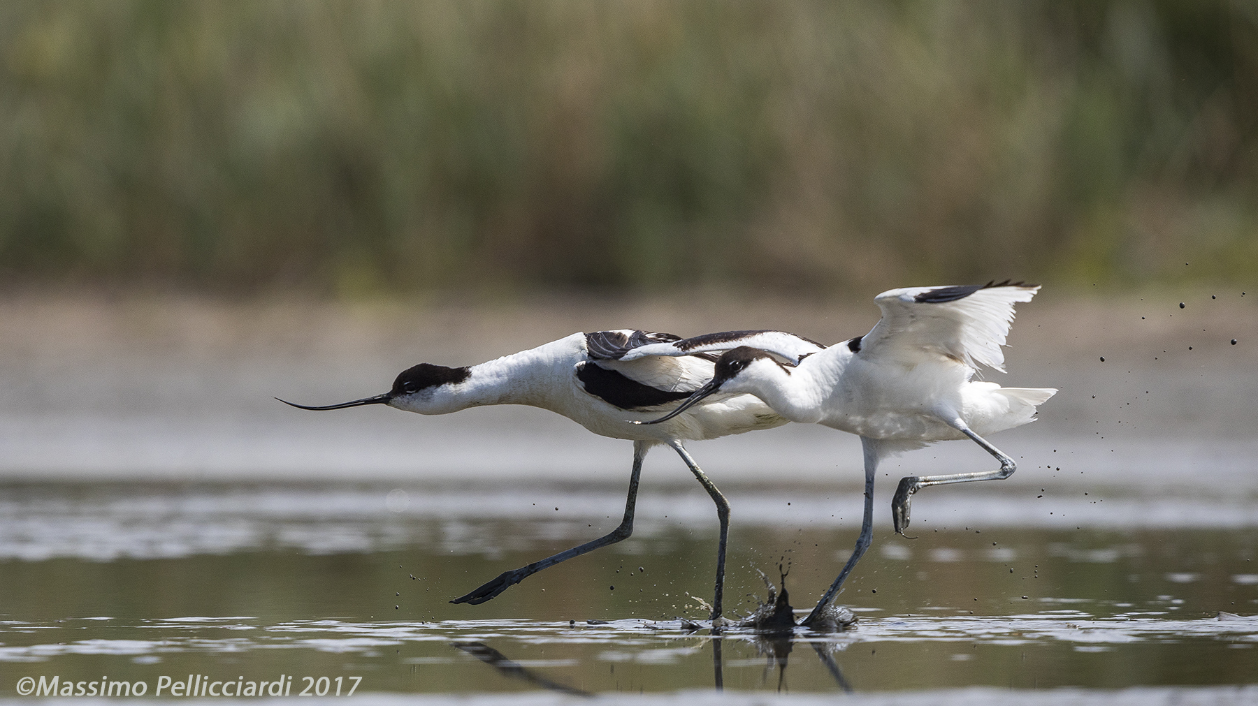 Arrivo al fotofinish