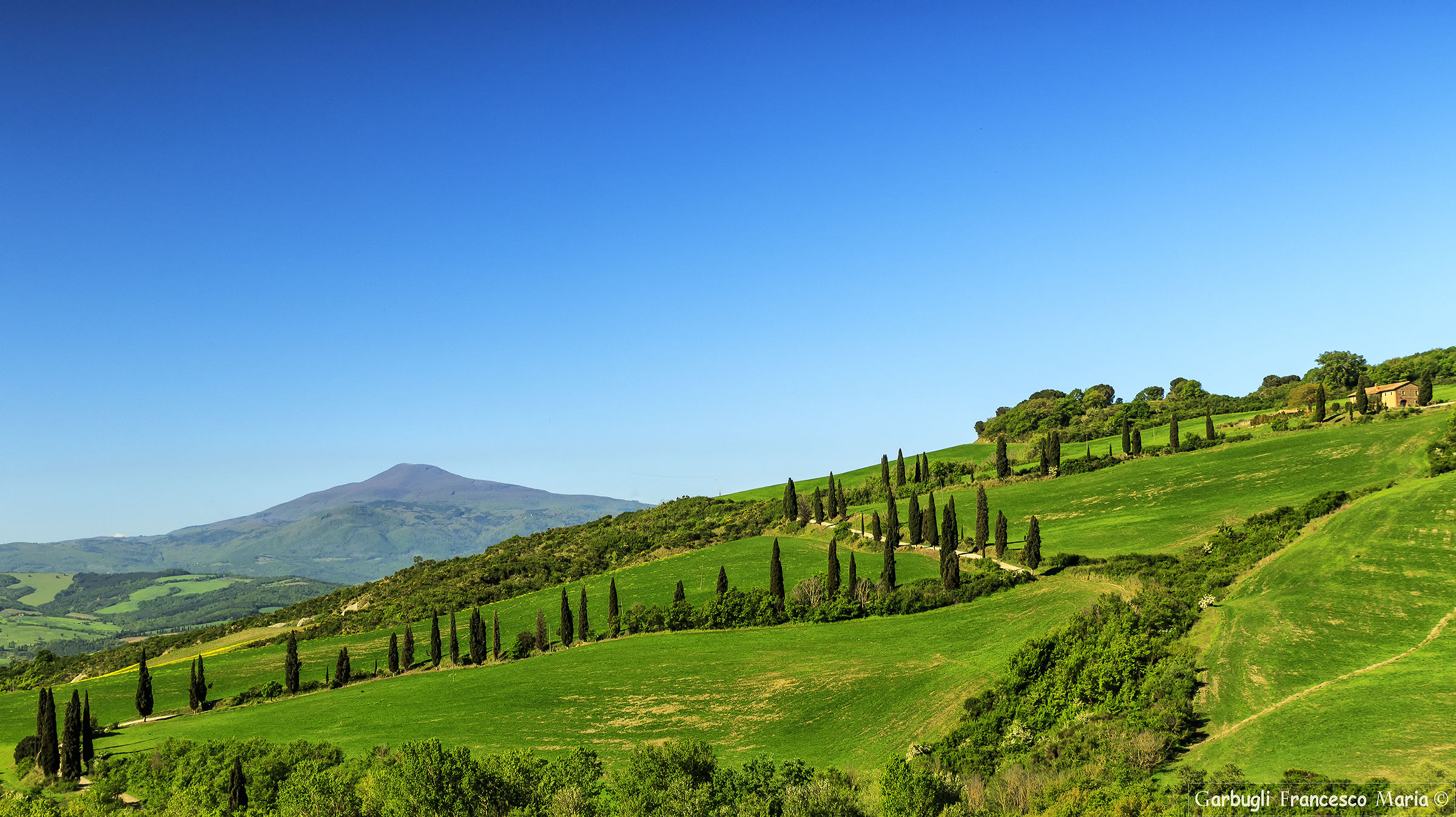 Cypresses diagonally