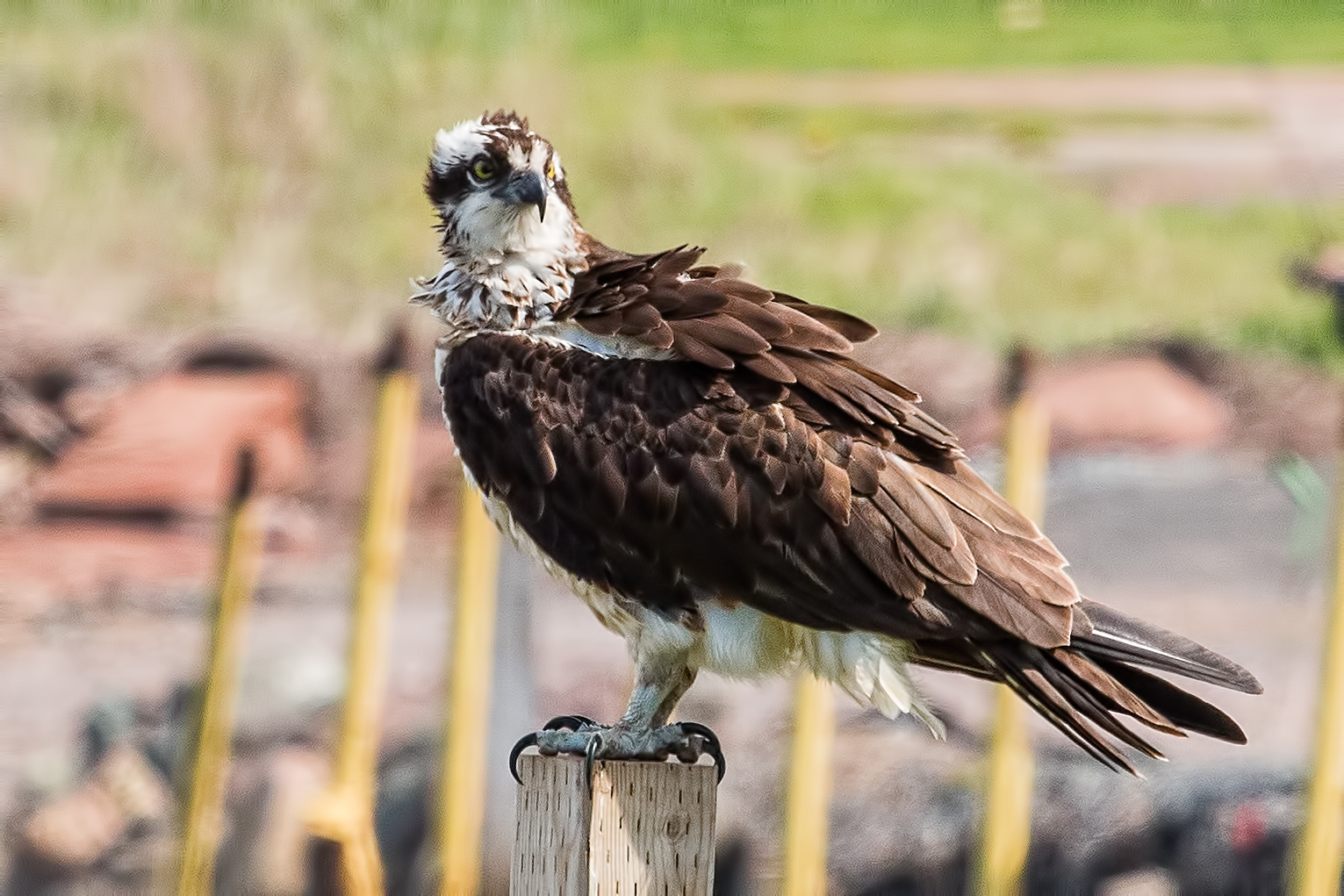 Osprey Rustico Isola del Principe Edoardo Canada