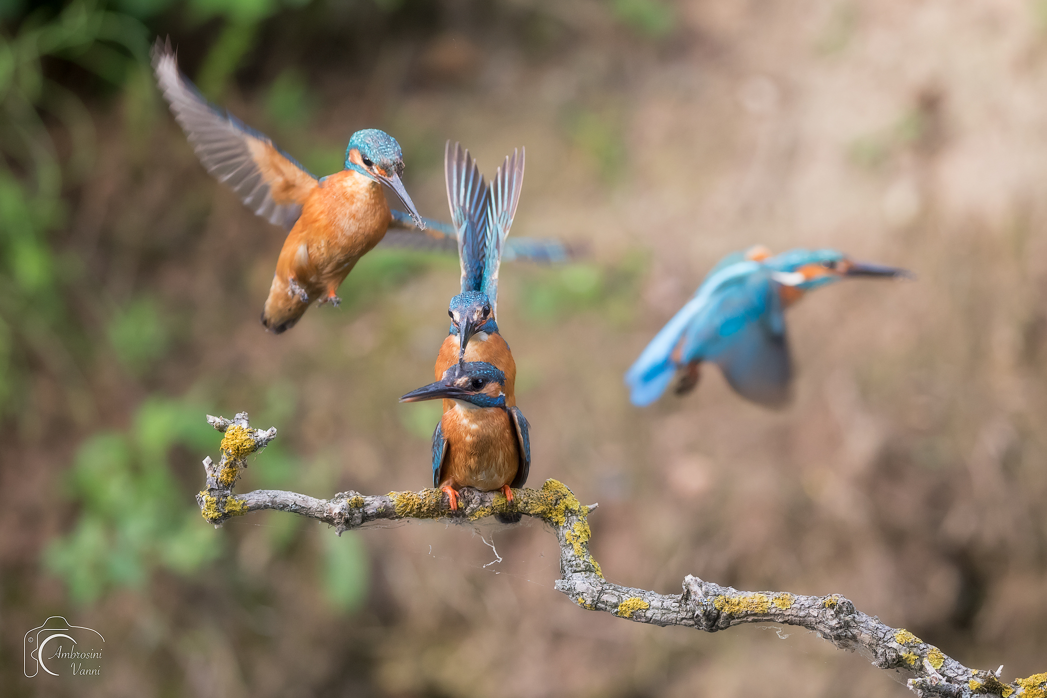 Kingfisher love sequence
