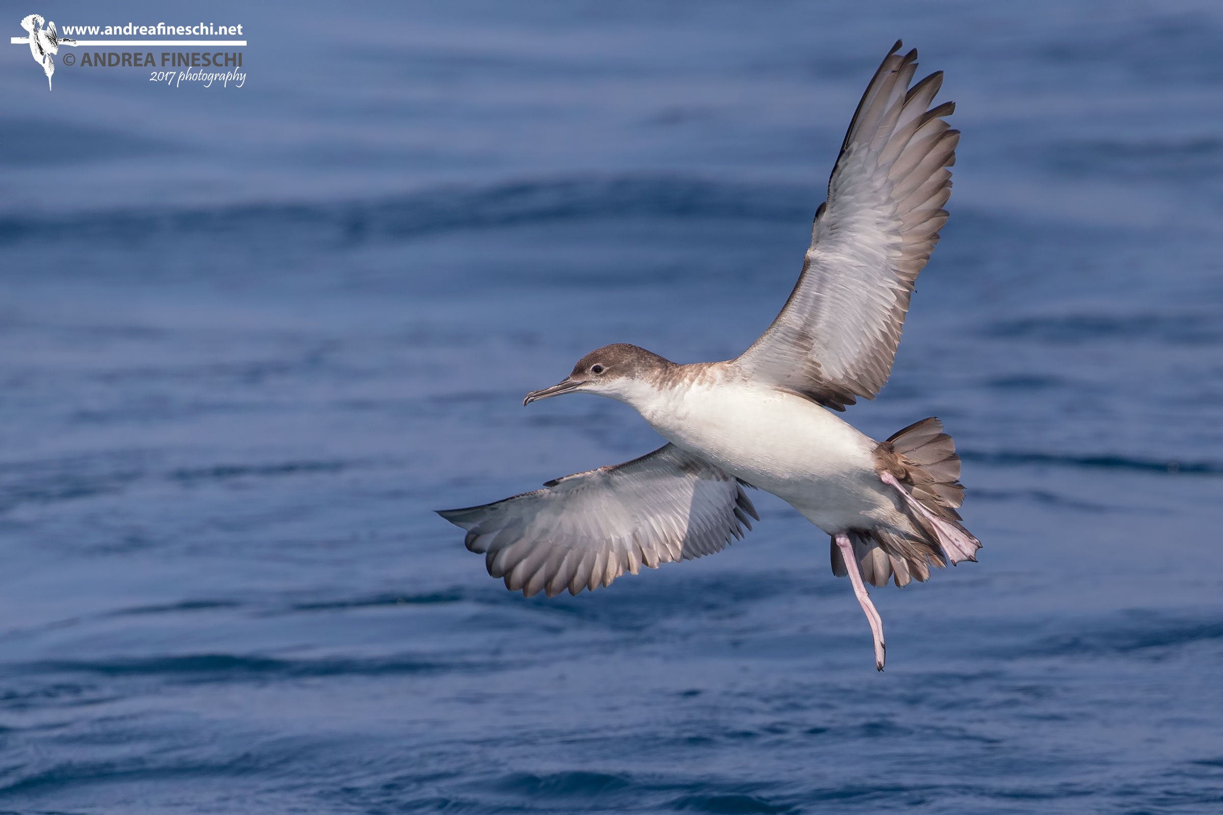 Berta minore in volo