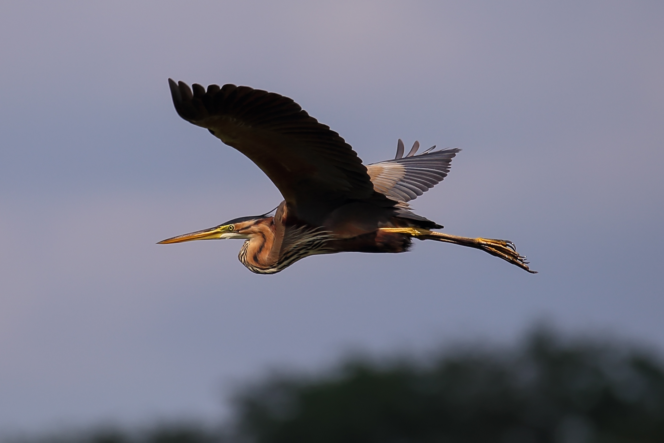 Red heron in flight