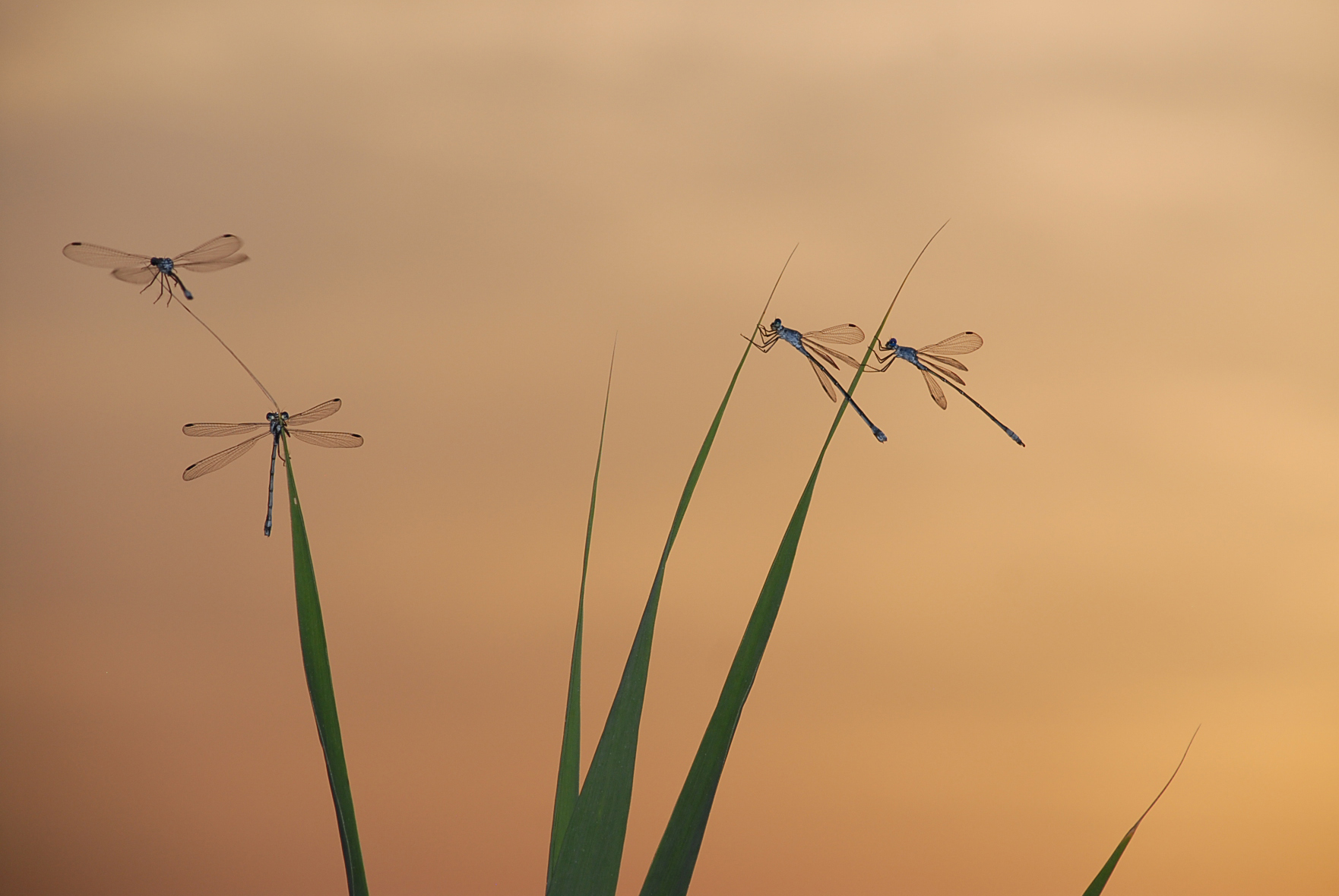 damigelle al tramonto