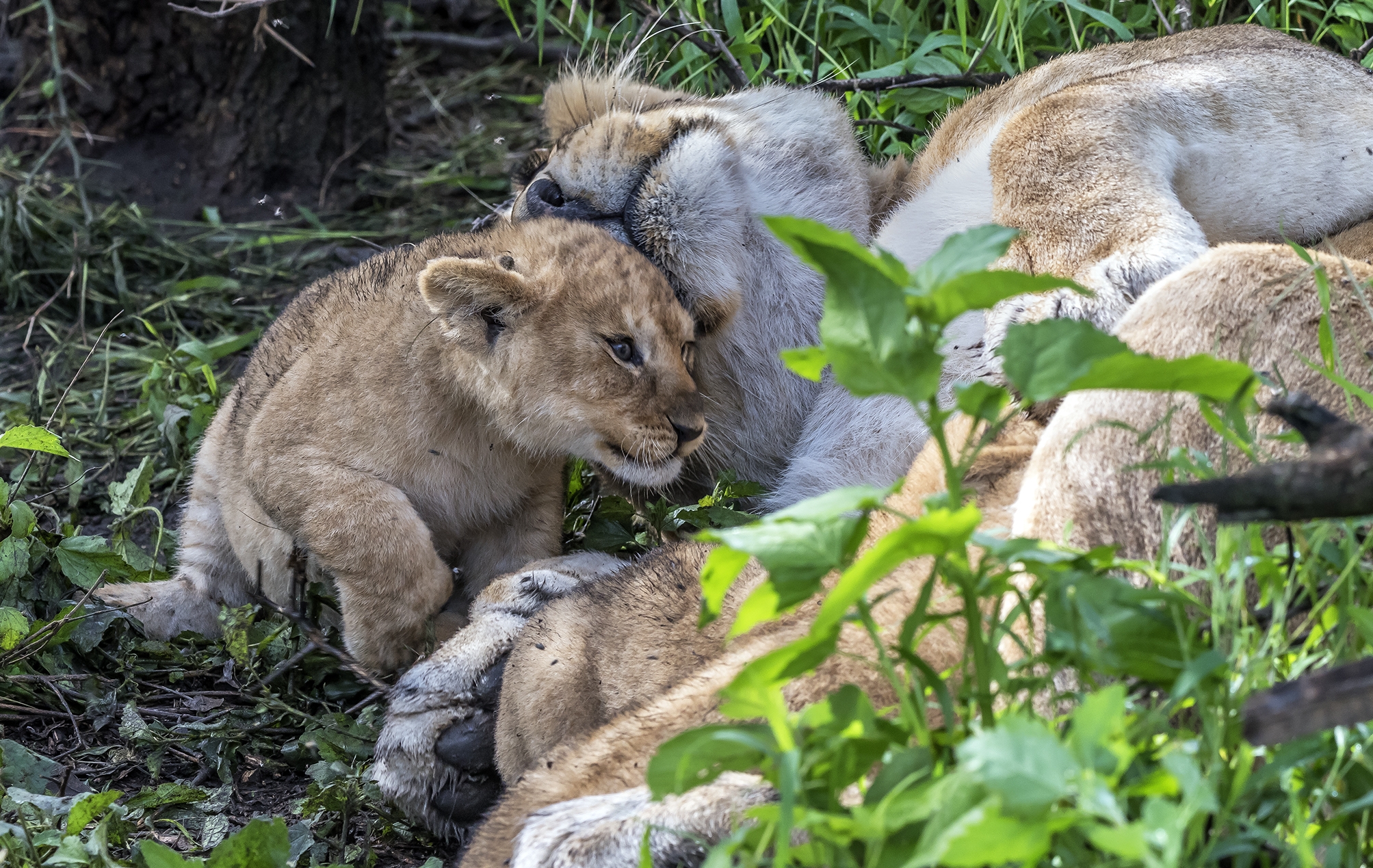 Tanzania 2017 - In un nido di affetti