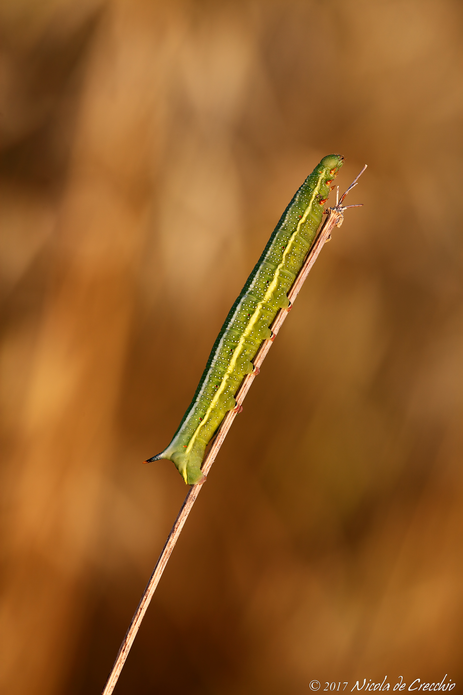 Sfinge colibrì, il bruco