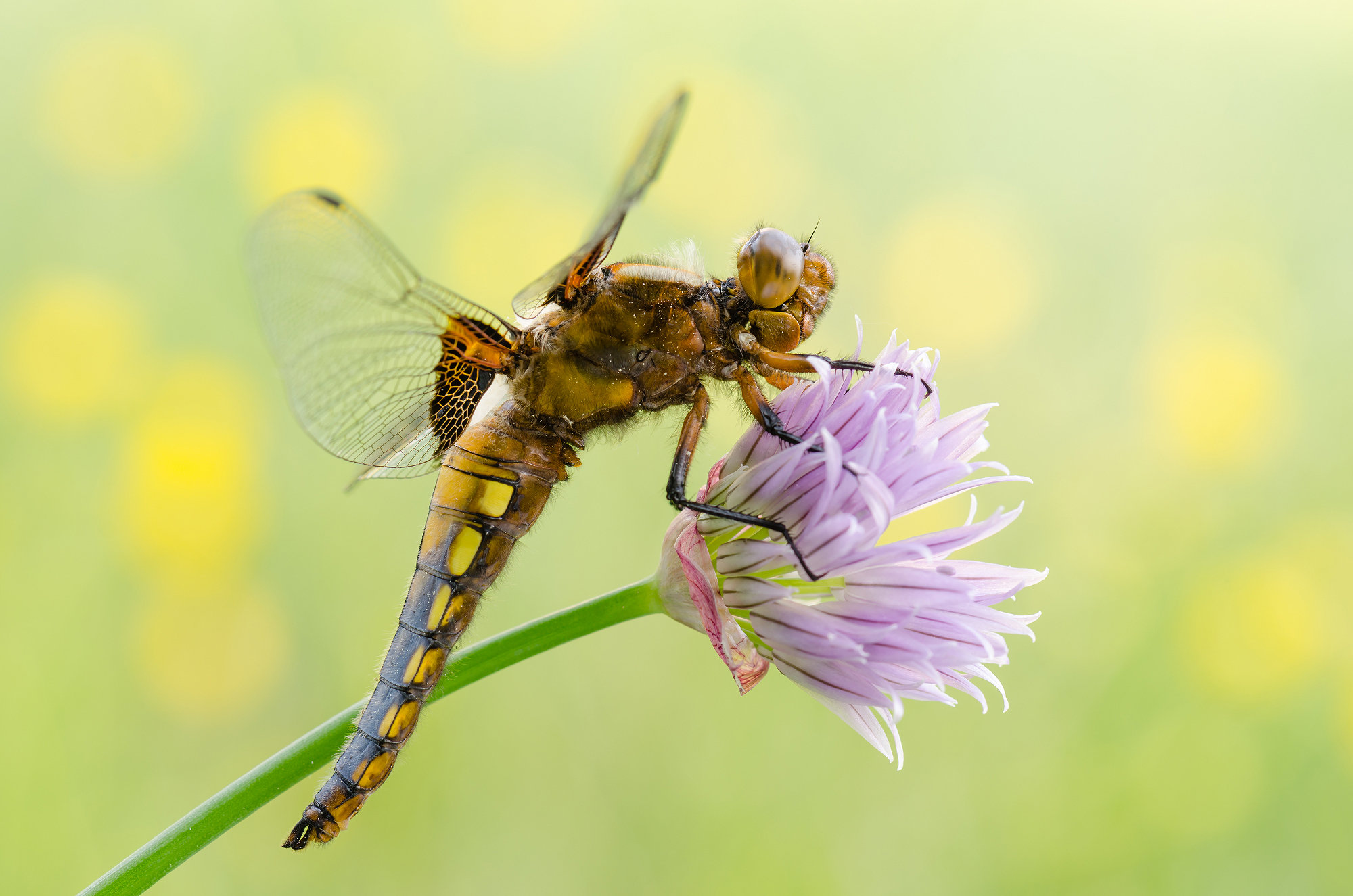 Libellula depressa