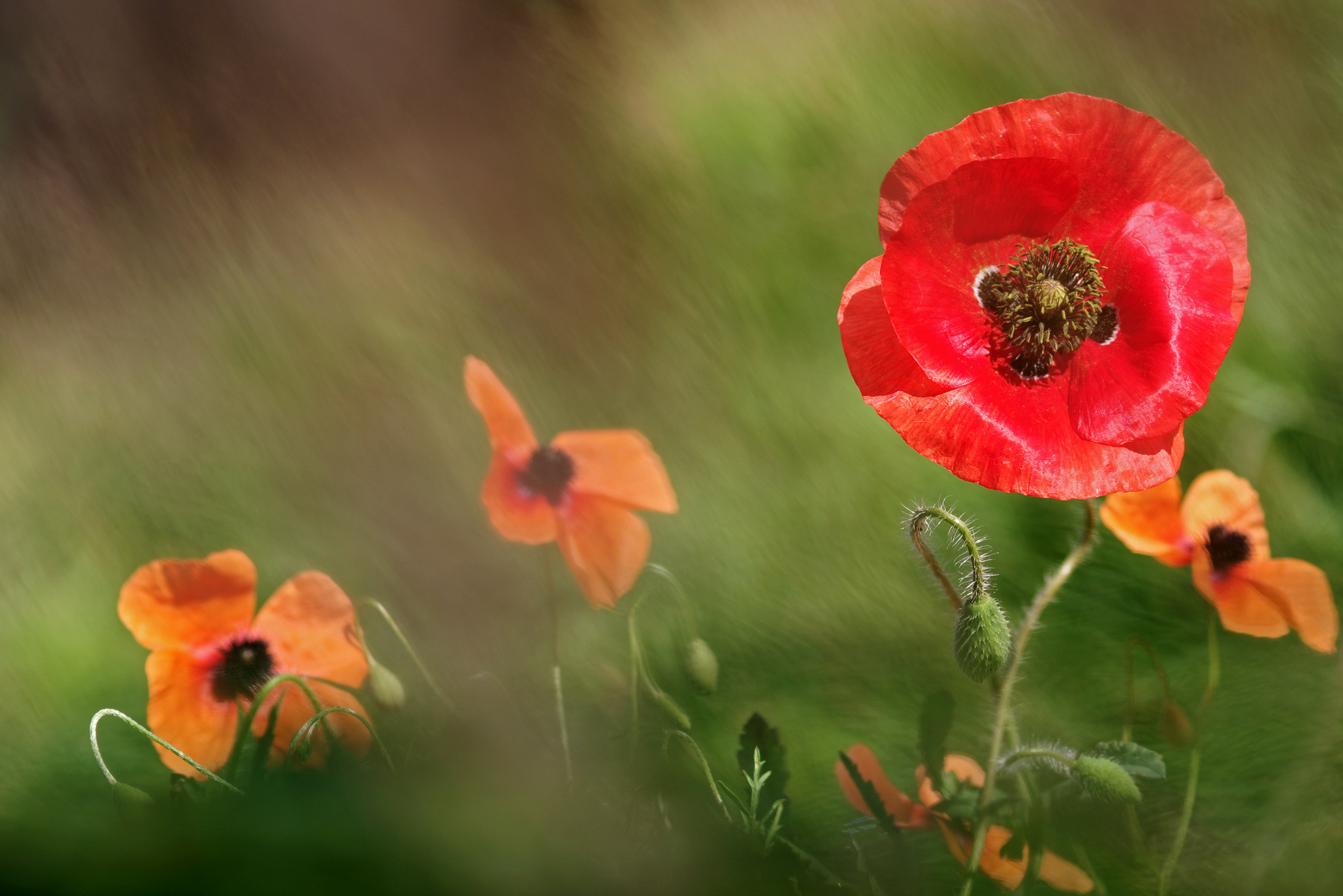 Larger to young people