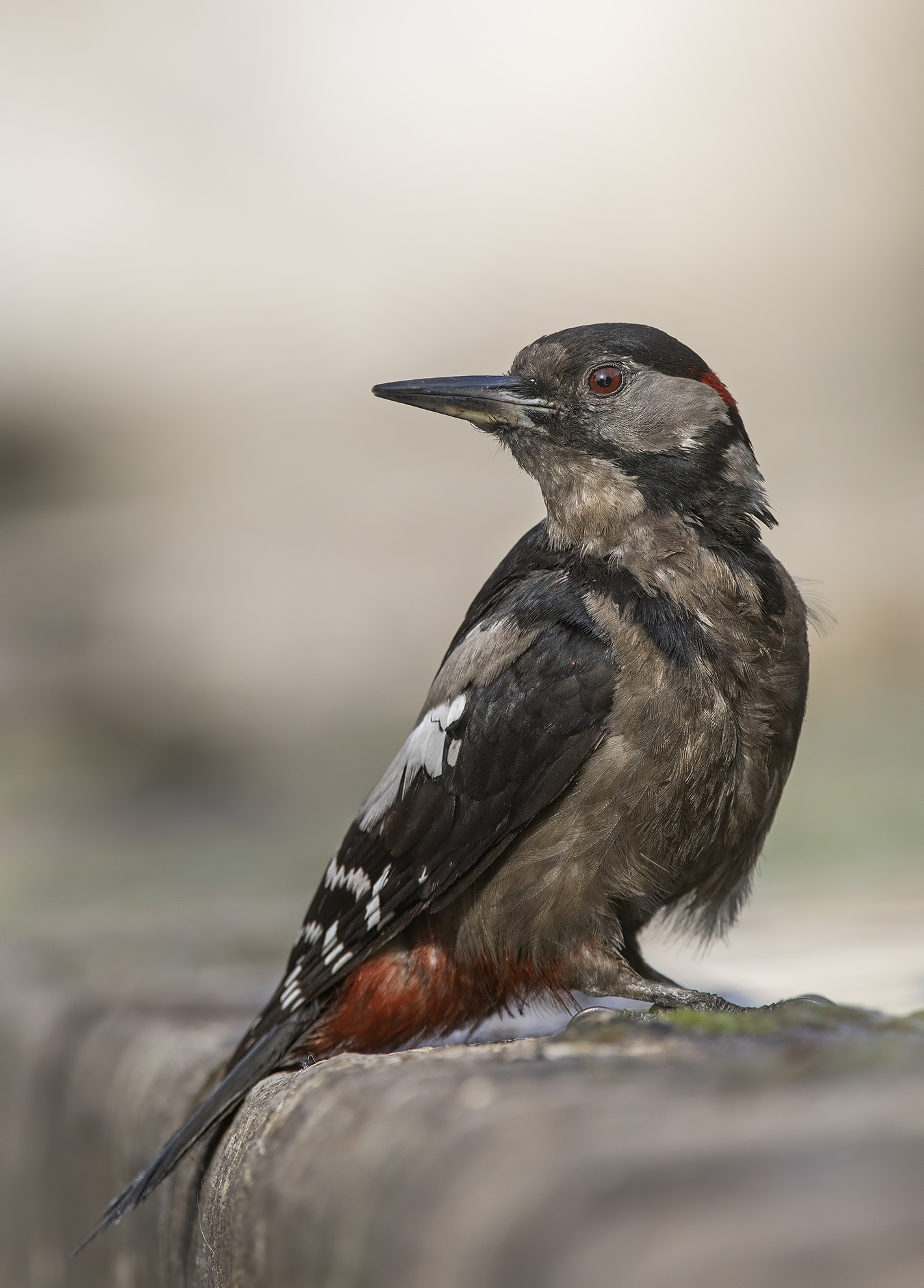 picchio rosso maggiore....carbonaio