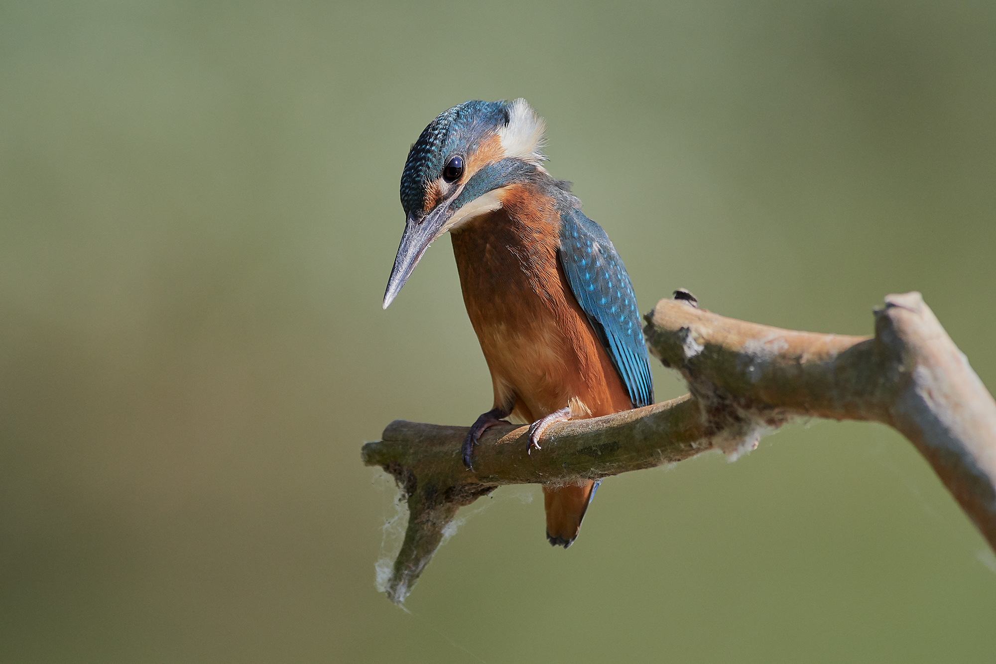 Kingfisher
