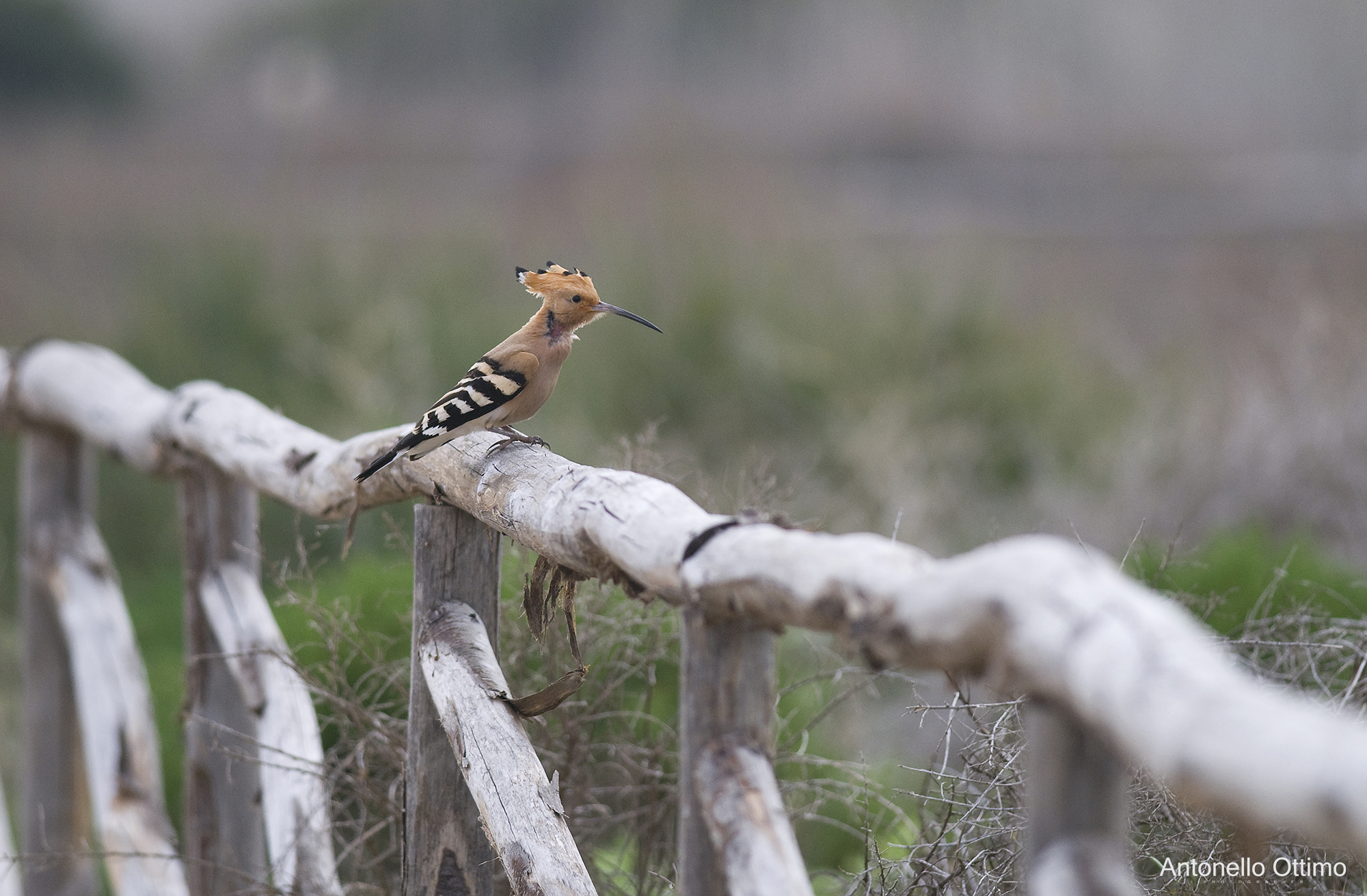 Hoopoe