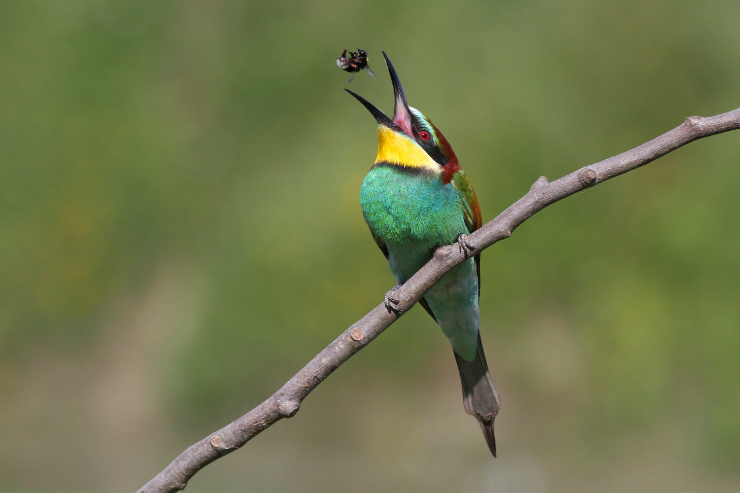 Bee eater