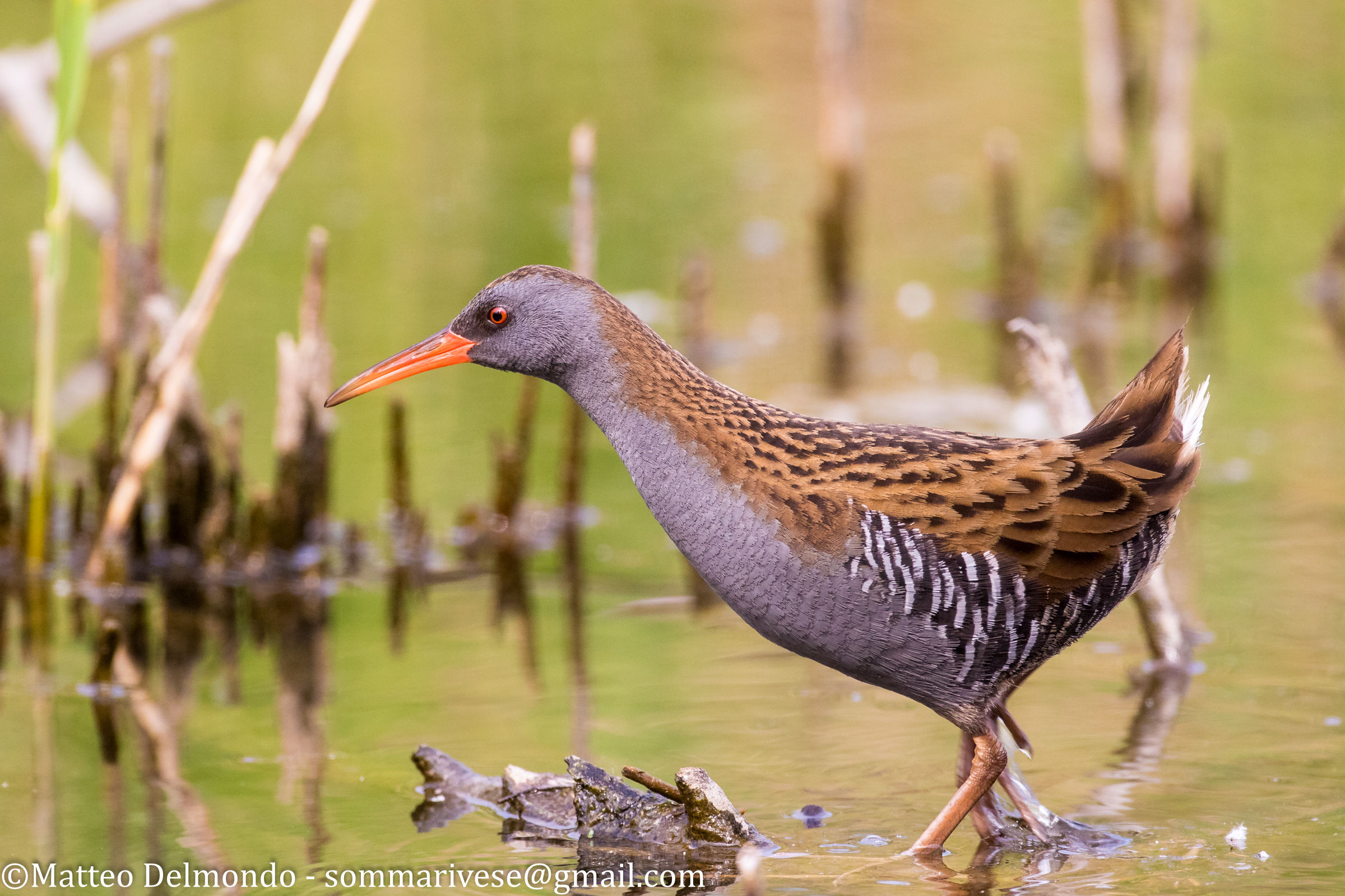 Water Rail