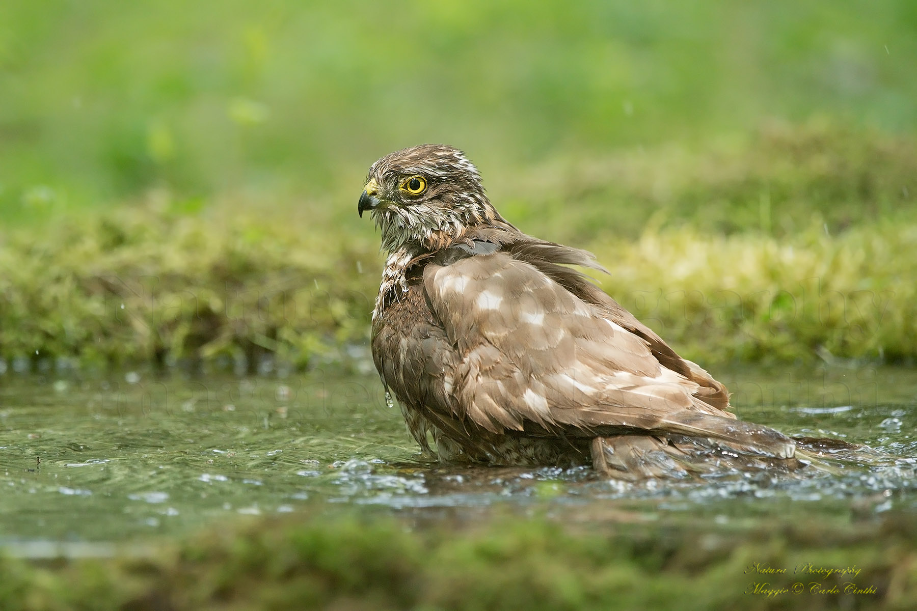 Young Male Sparrow
