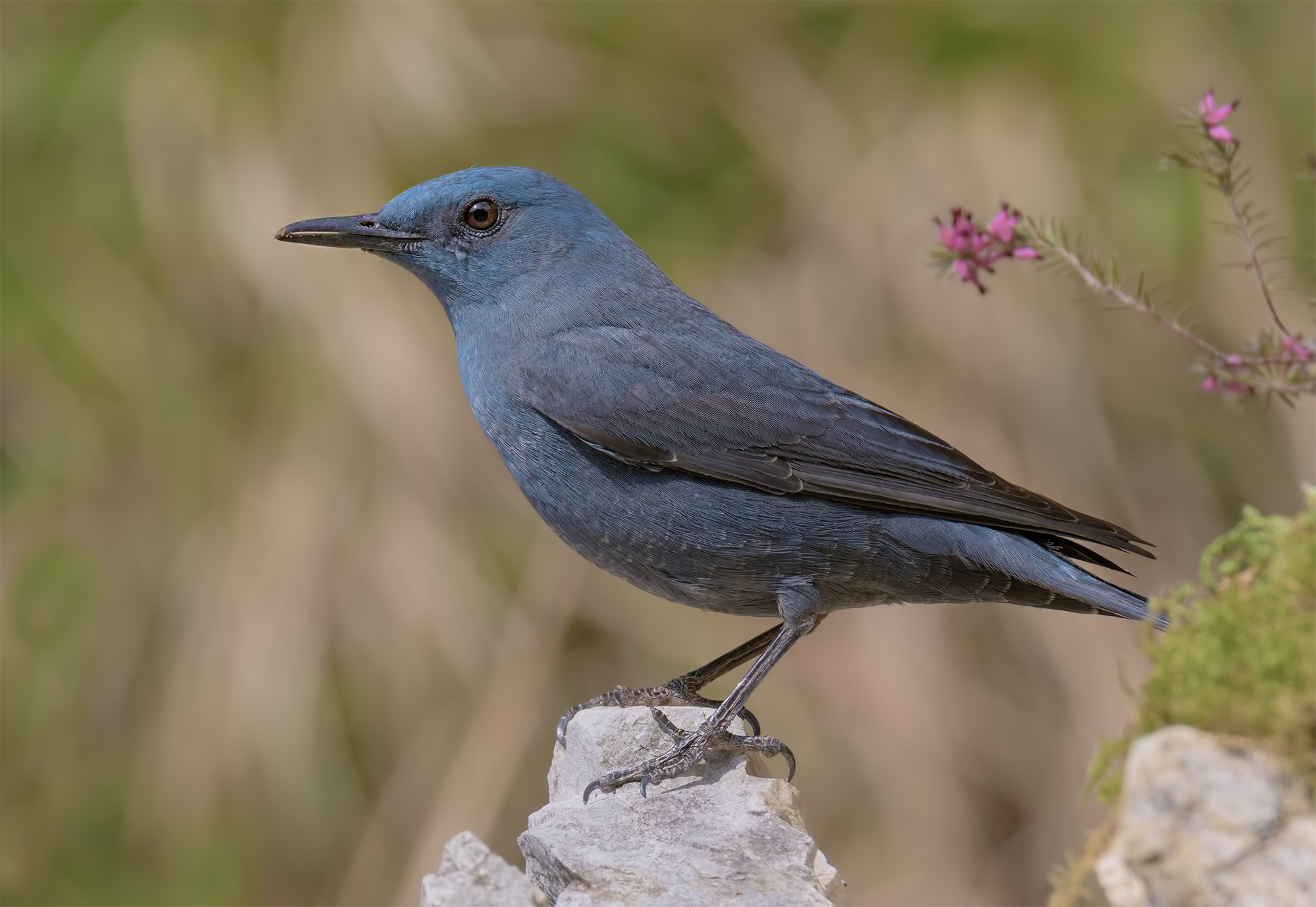 Sparrows Solitary Male Alps Apuan.