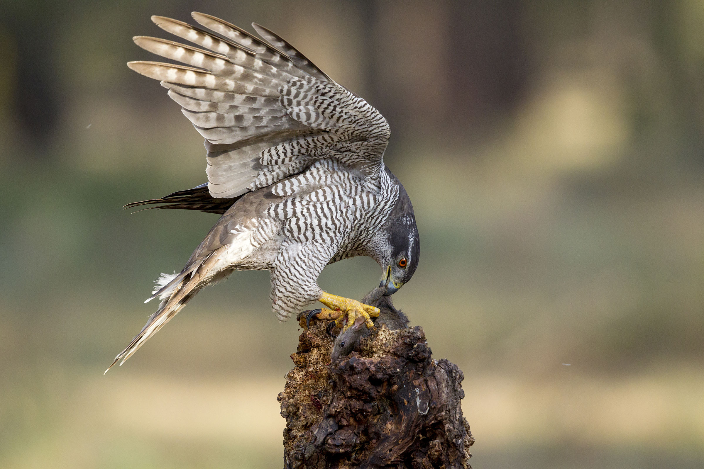 goshawk