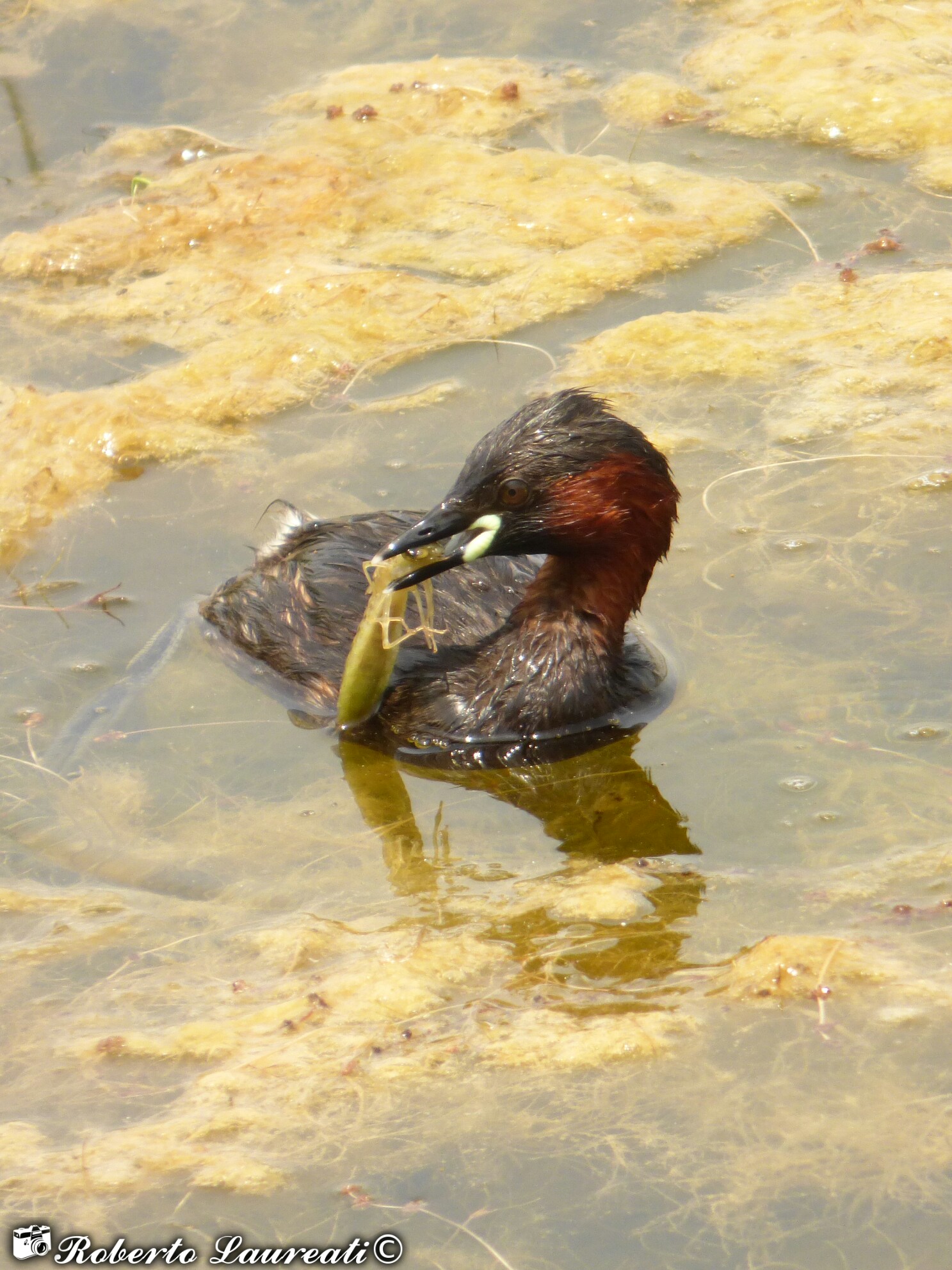 Common Tuff (Tachybaptus ruficollis)