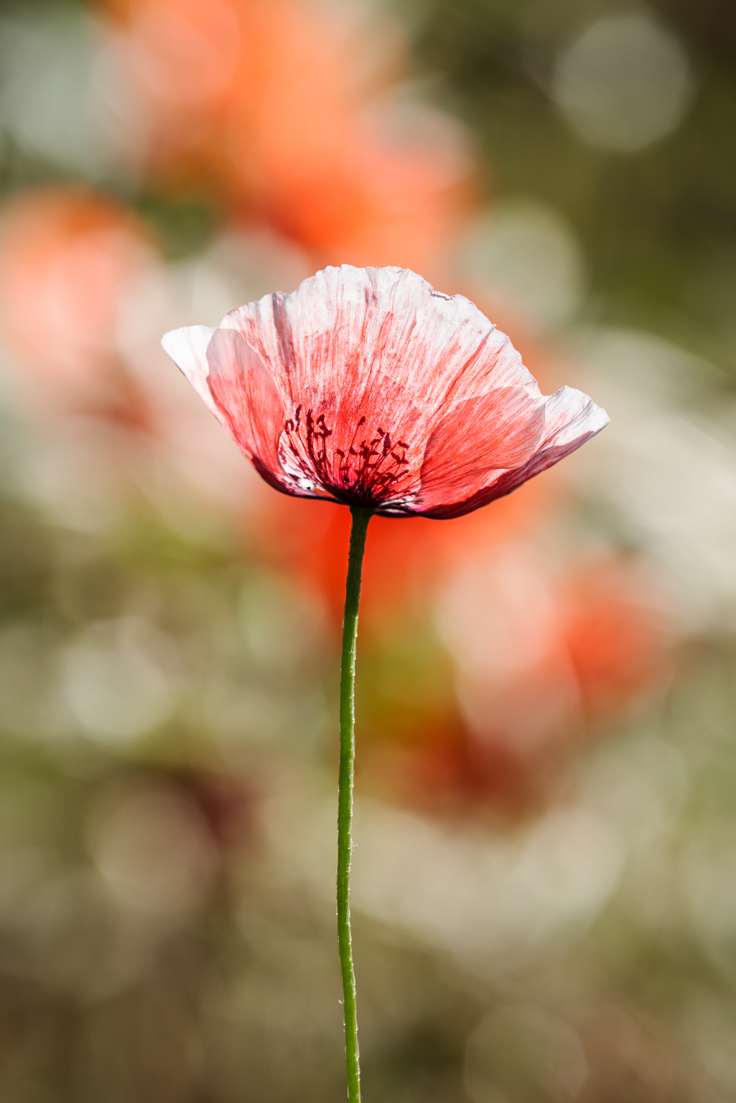 Papaver sonniferum