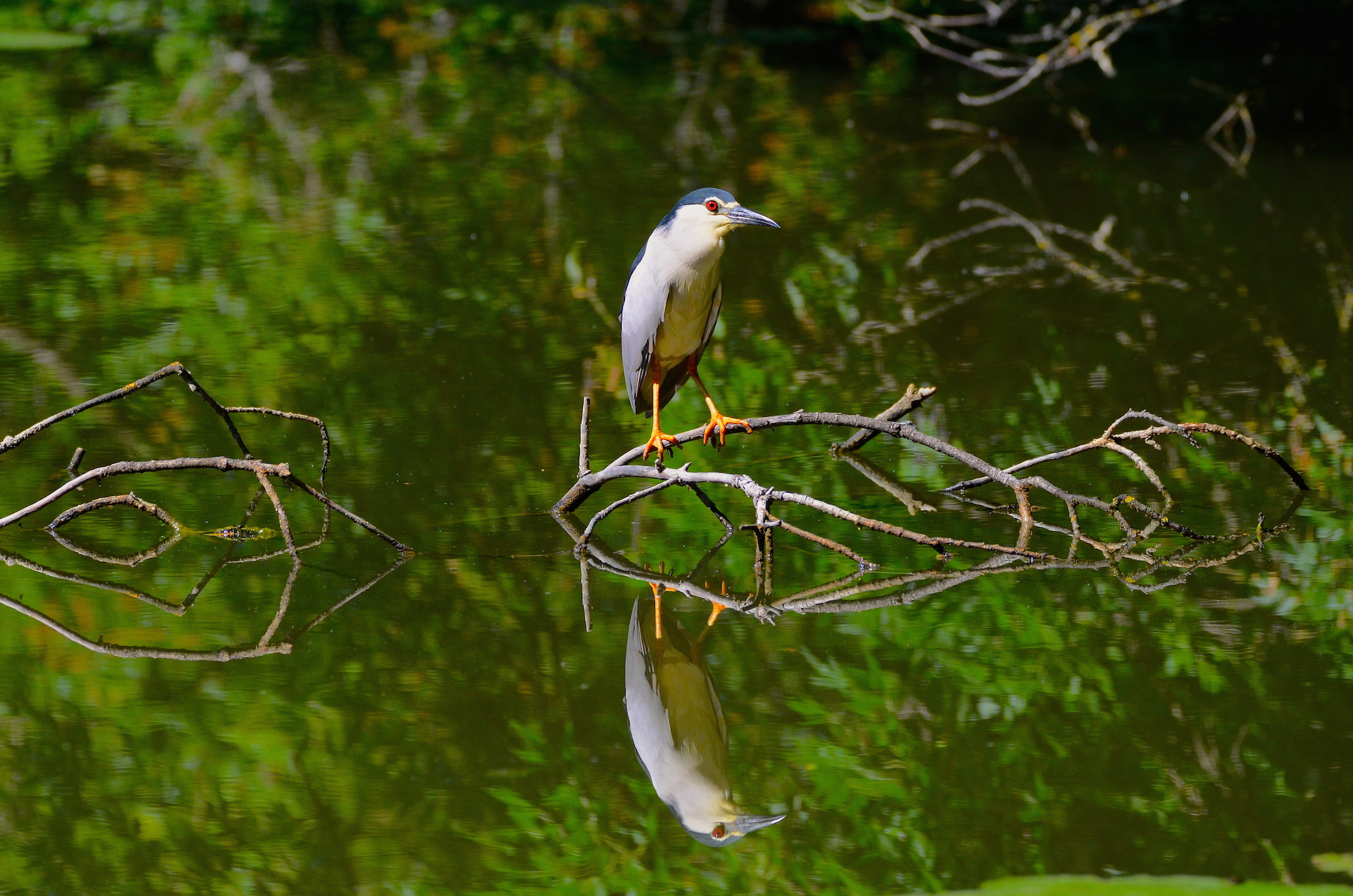 Nitticora  ambientata ... con riflesso