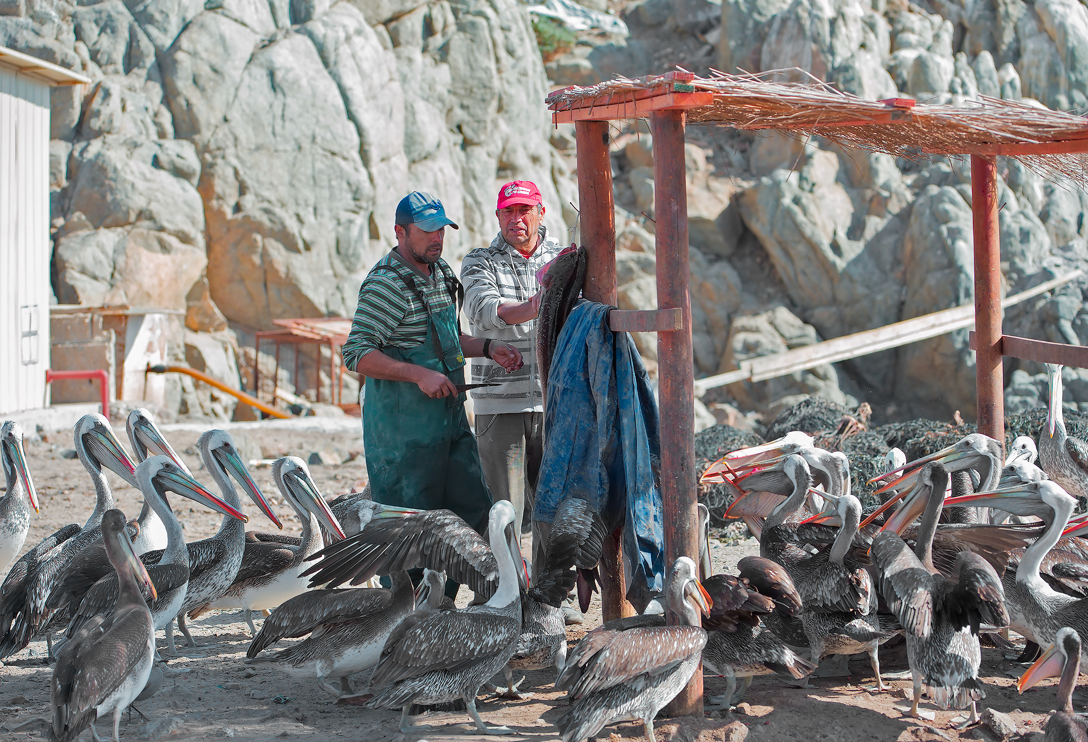 Caleta Pan de Azucar