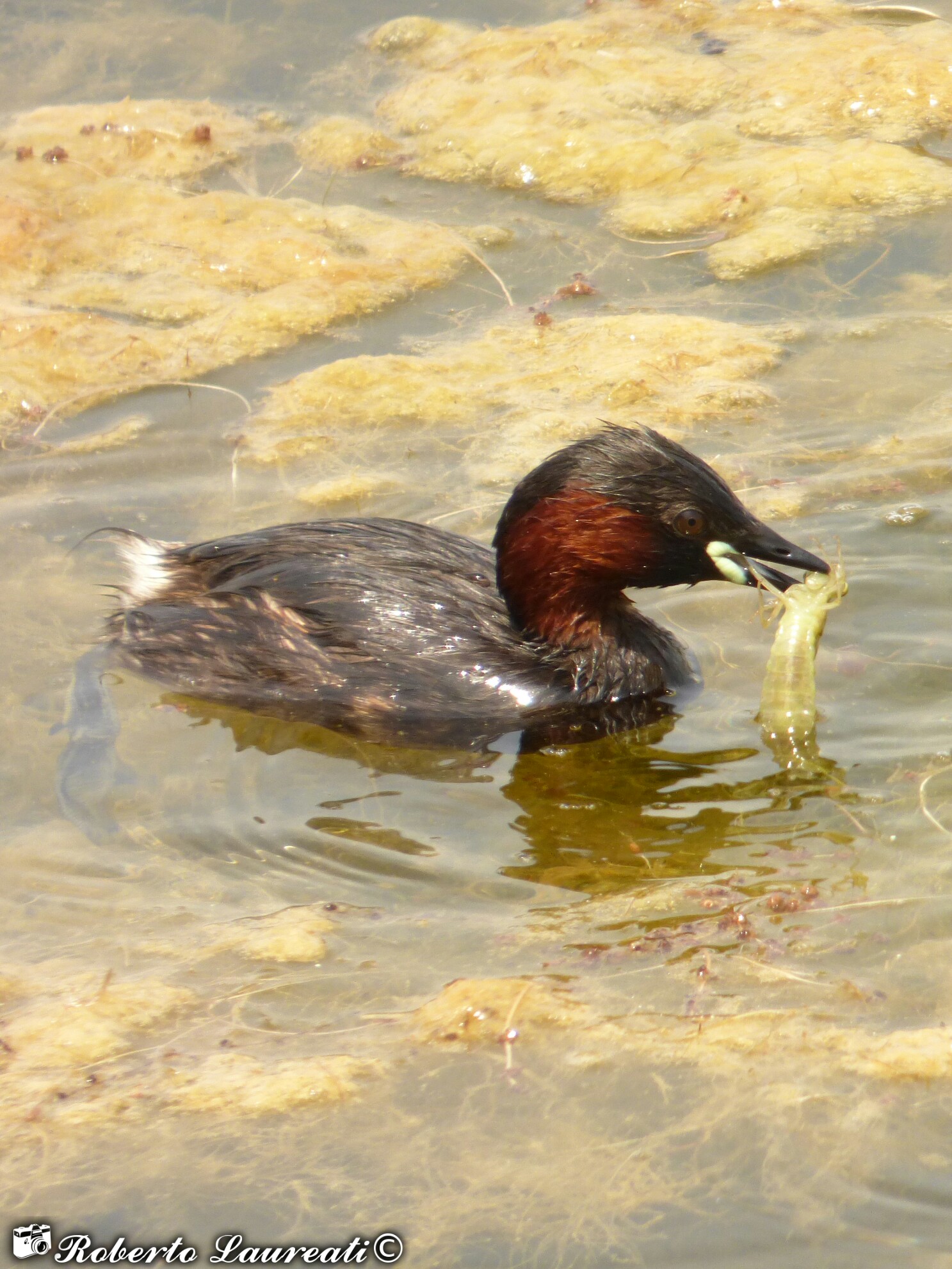 Common Tuff (Tachybaptus ruficollis)