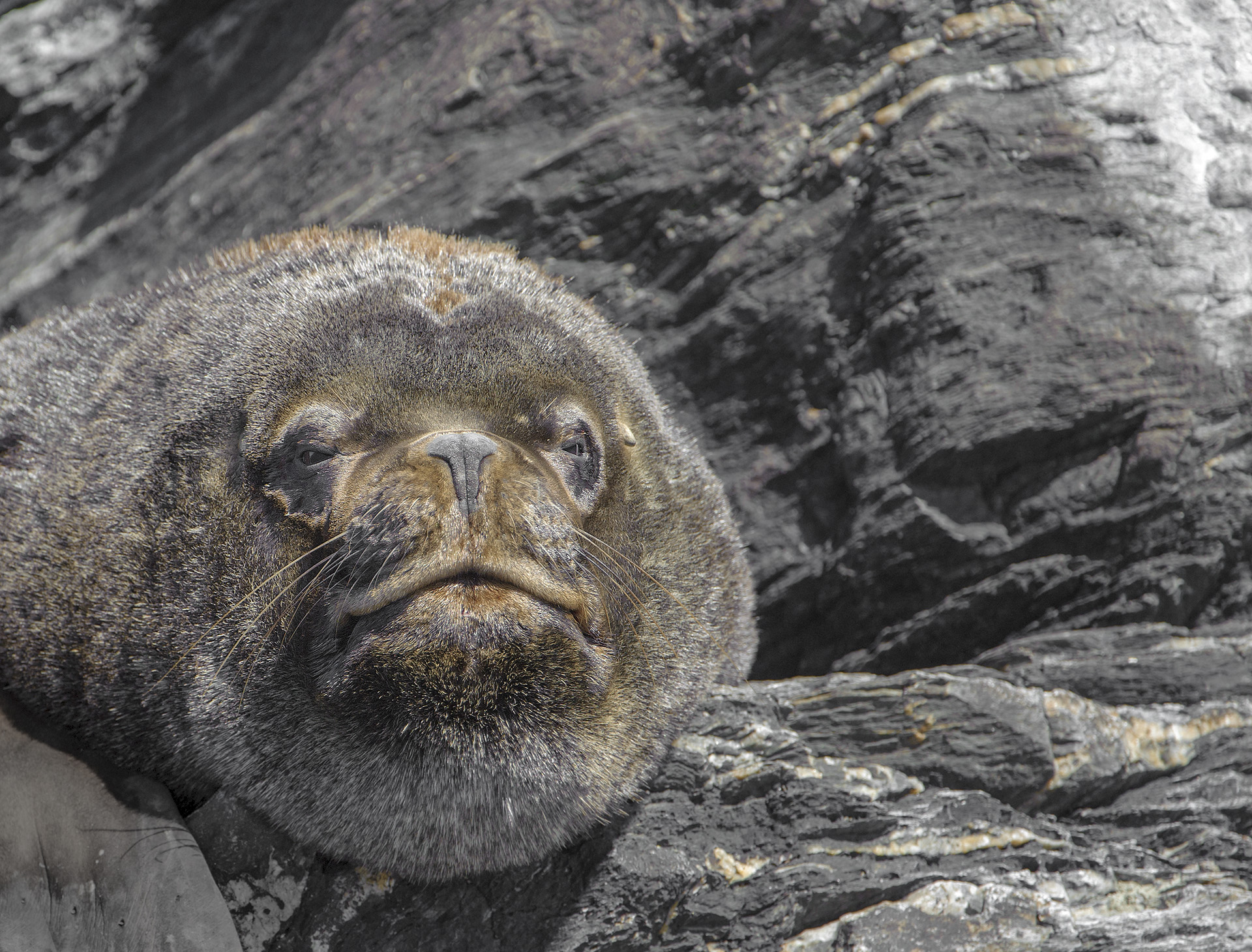 Reservoir of Penguin de Humboldt