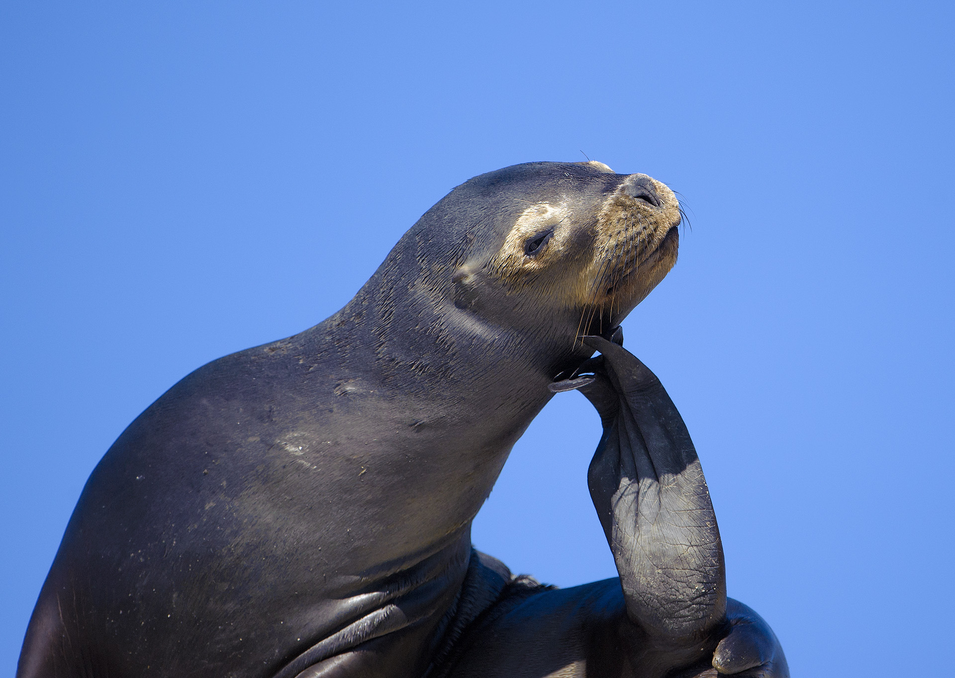 Reservoir of Penguin de Humboldt
