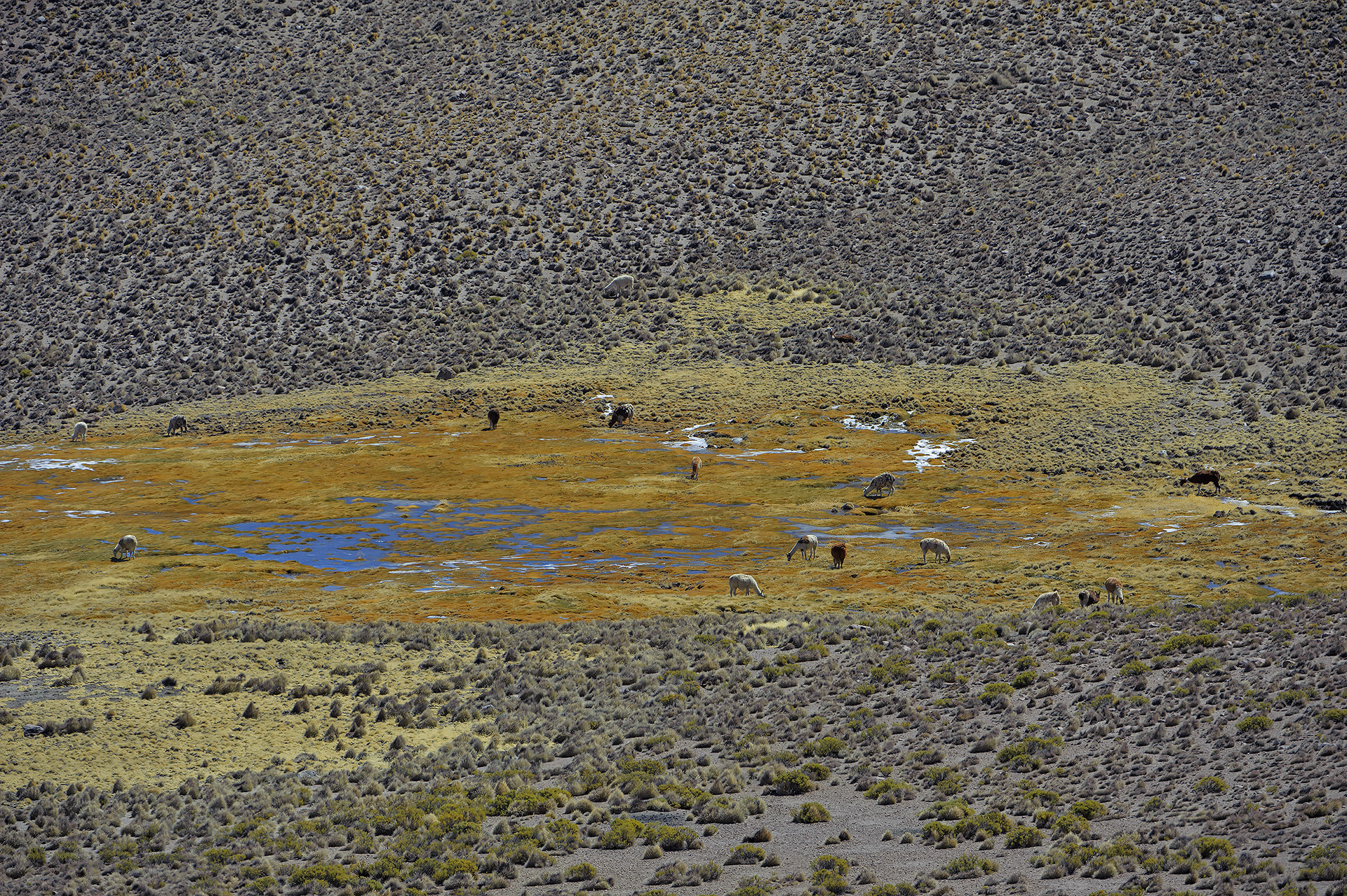 Reserva las Vicugnas