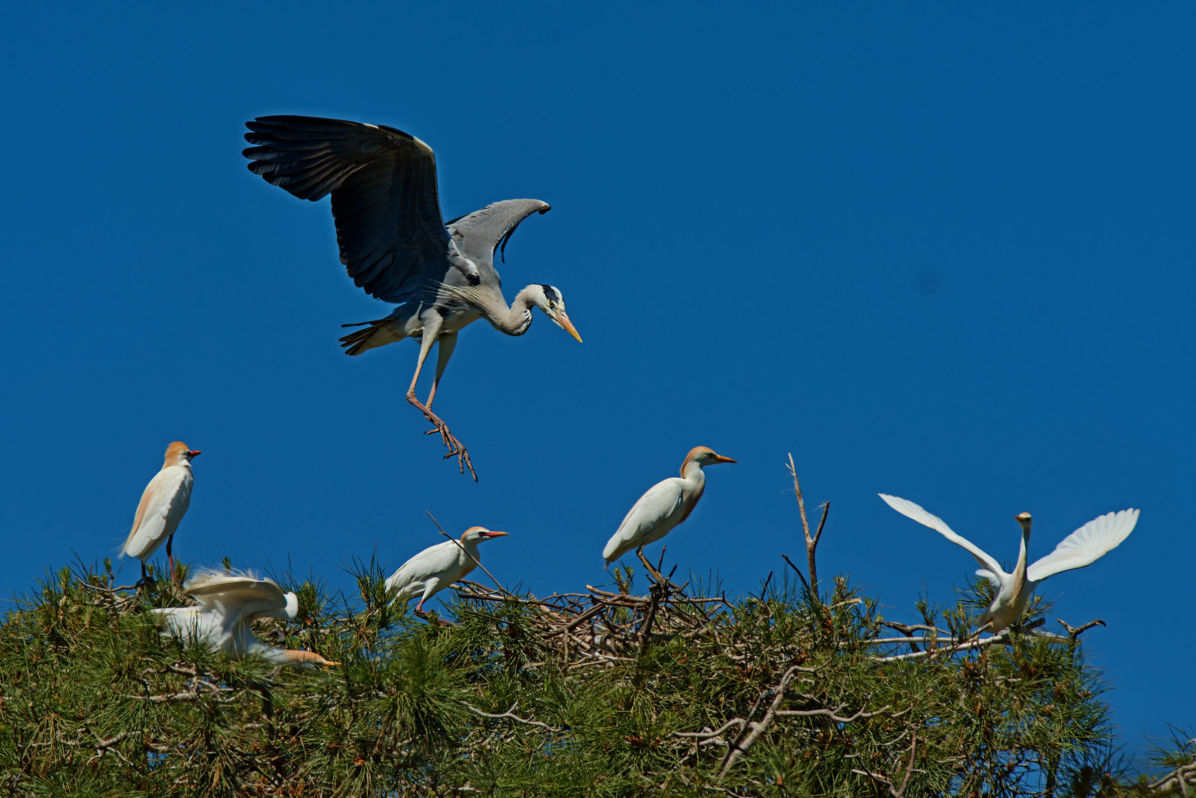 Airone Cenerino and the Guardabuoi