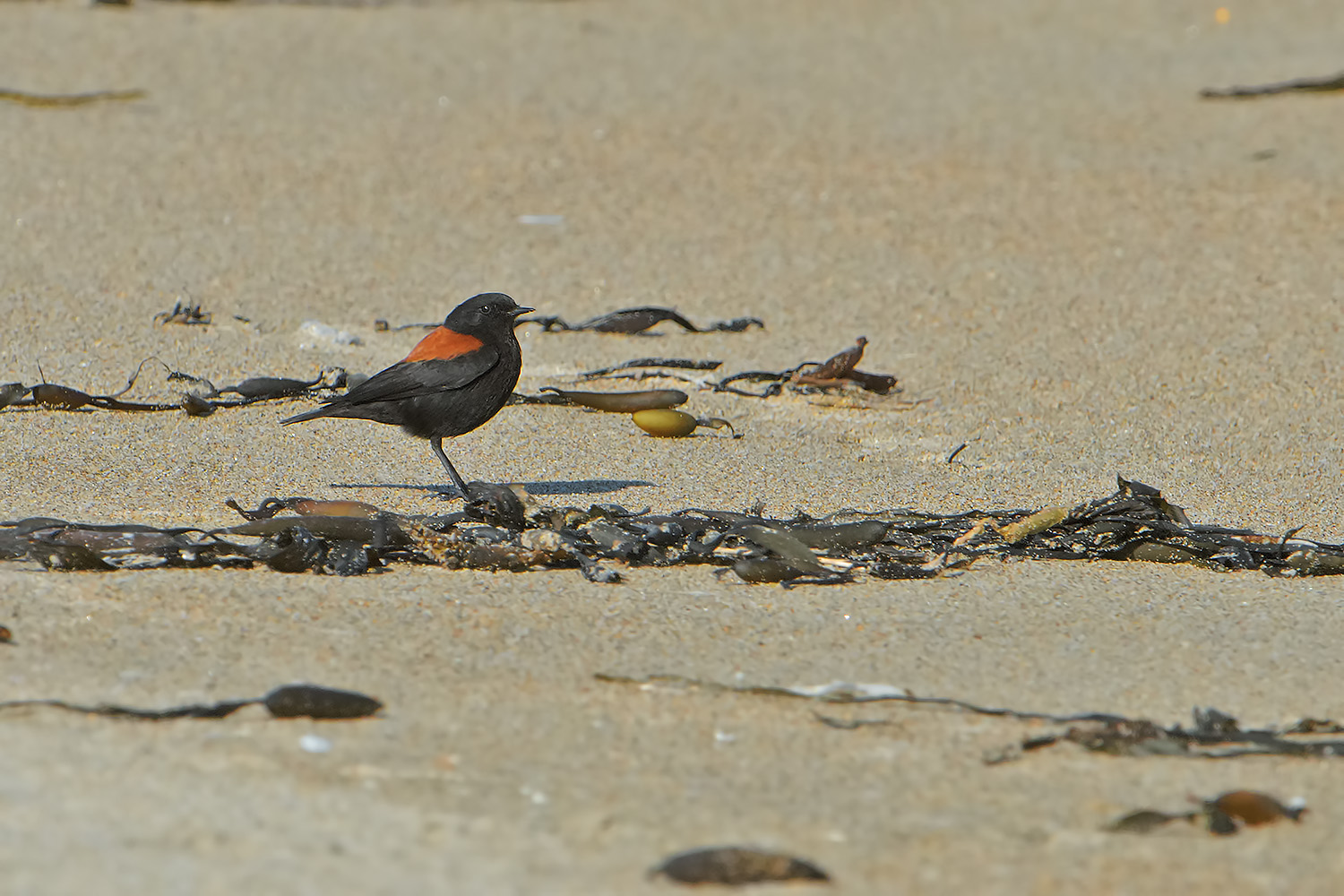 Negrito Australe - Lessonia Rufa
